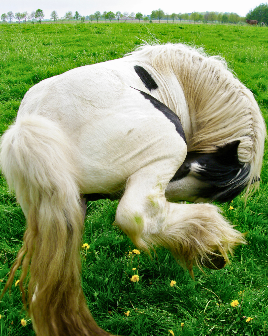 Pourquoi ton cheval se gratte au printemps ?