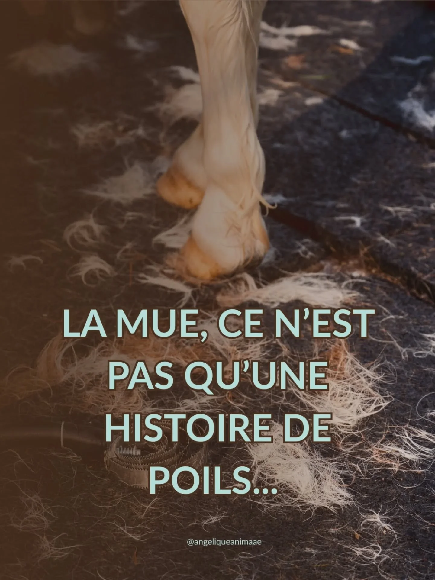 On parle souvent de la mue des chevaux au printemps, mais on oublie souvent la n&ocirc;tre. 

Ces deux derni&egrave;res ann&eacute;es, j&rsquo;ai chang&eacute; de peau.

Litt&eacute;ralement. J&rsquo;ai arr&ecirc;t&eacute; les colorations, j'ai coup&