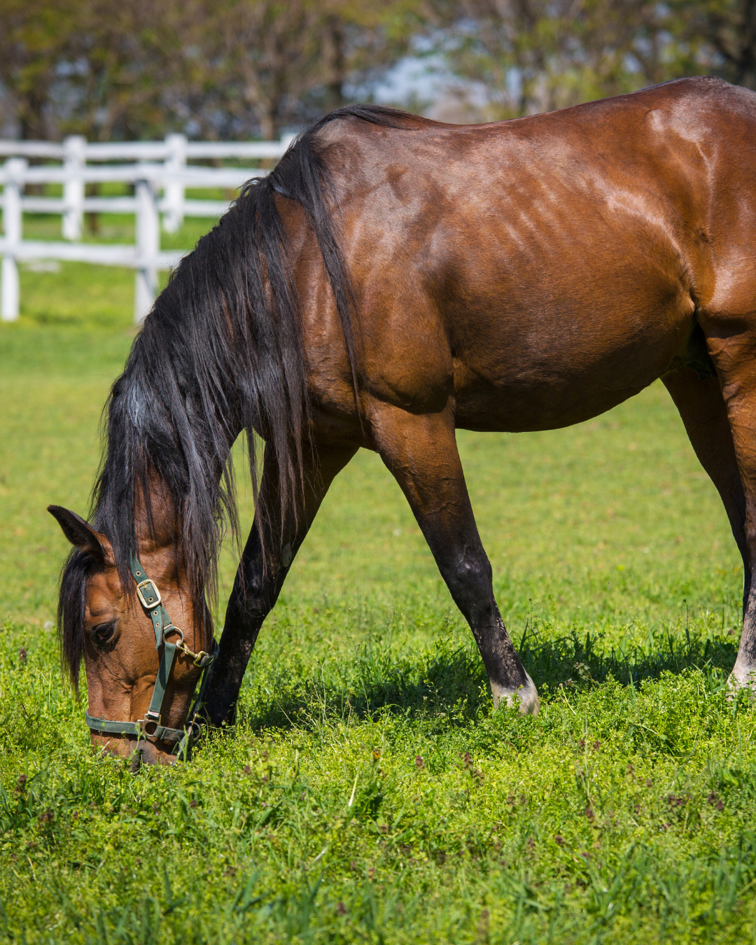 Mise à l'herbe du cheval : comment éviter les erreurs classiques au printemps ? 