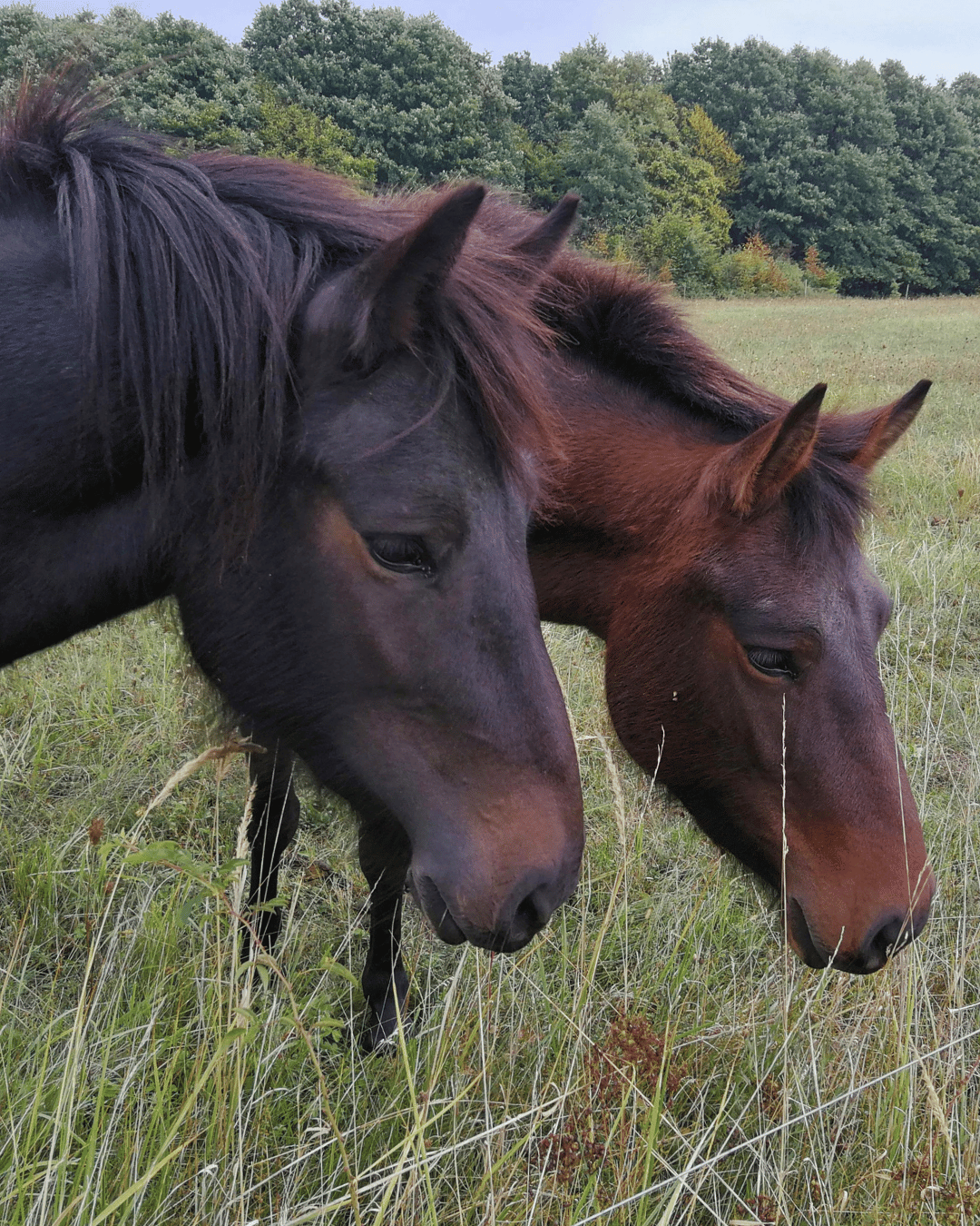 Comment la gratitude peut t'aider dans ta relation avec ton cheval !