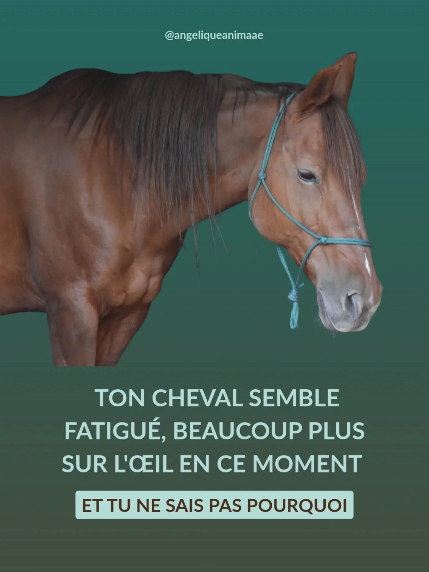 Tu sais ce que j'observe souvent &agrave; cette p&eacute;riode qui correspond &agrave; l'intersaison en m&eacute;decine chinoise ?

Des femmes qui ont un cheval un peu plus sur l'&oelig;il, qui est moins p&ecirc;chu que d'hab, qui dig&egrave;re un pe