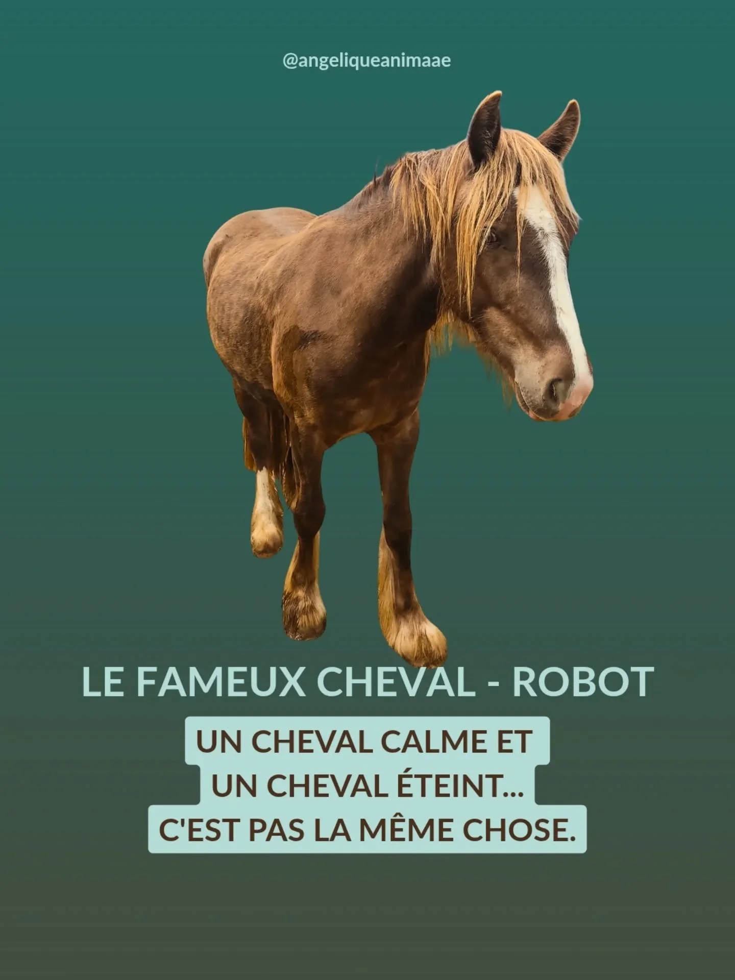 ⚠️Un cheval calme et un cheval &eacute;teint, c'est pas la m&ecirc;me chose.

Et pourtant, beaucoup de femmes cherchent (sans le savoir) &agrave; &eacute;teindre leur cheval, &agrave; gommer ses r&eacute;actions, sa sensibilit&eacute;, sa fa&ccedil;o