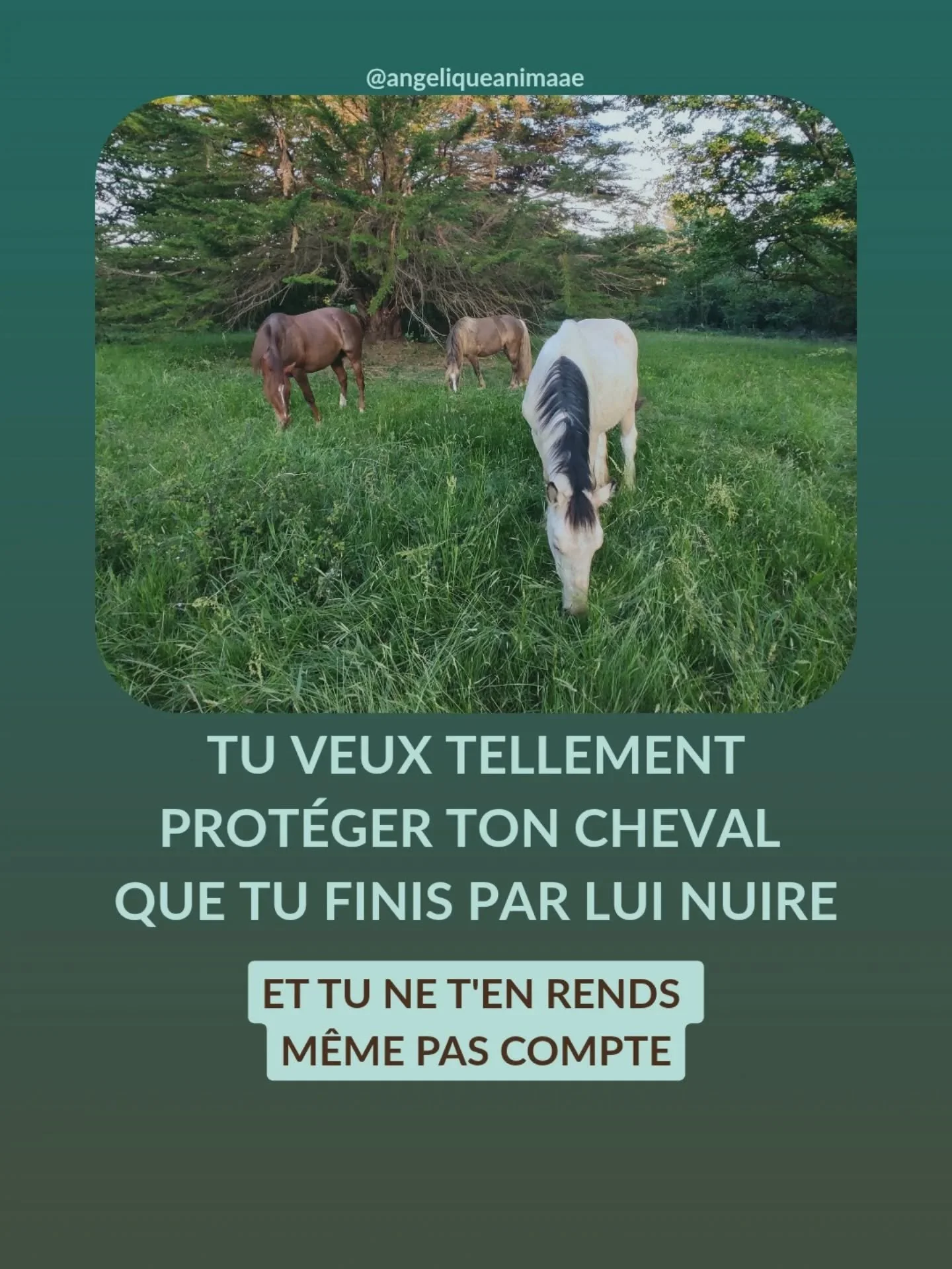Il y a une dizaine d'ann&eacute;es, j'avais mis des protections aux ant&eacute;rieurs &agrave; Princesse Uri pour qu'elle saute en longe.

Dans ma t&ecirc;te, c'&eacute;tait pour la prot&eacute;ger. Vraiment, je la mettais sous cloche et je voulais s