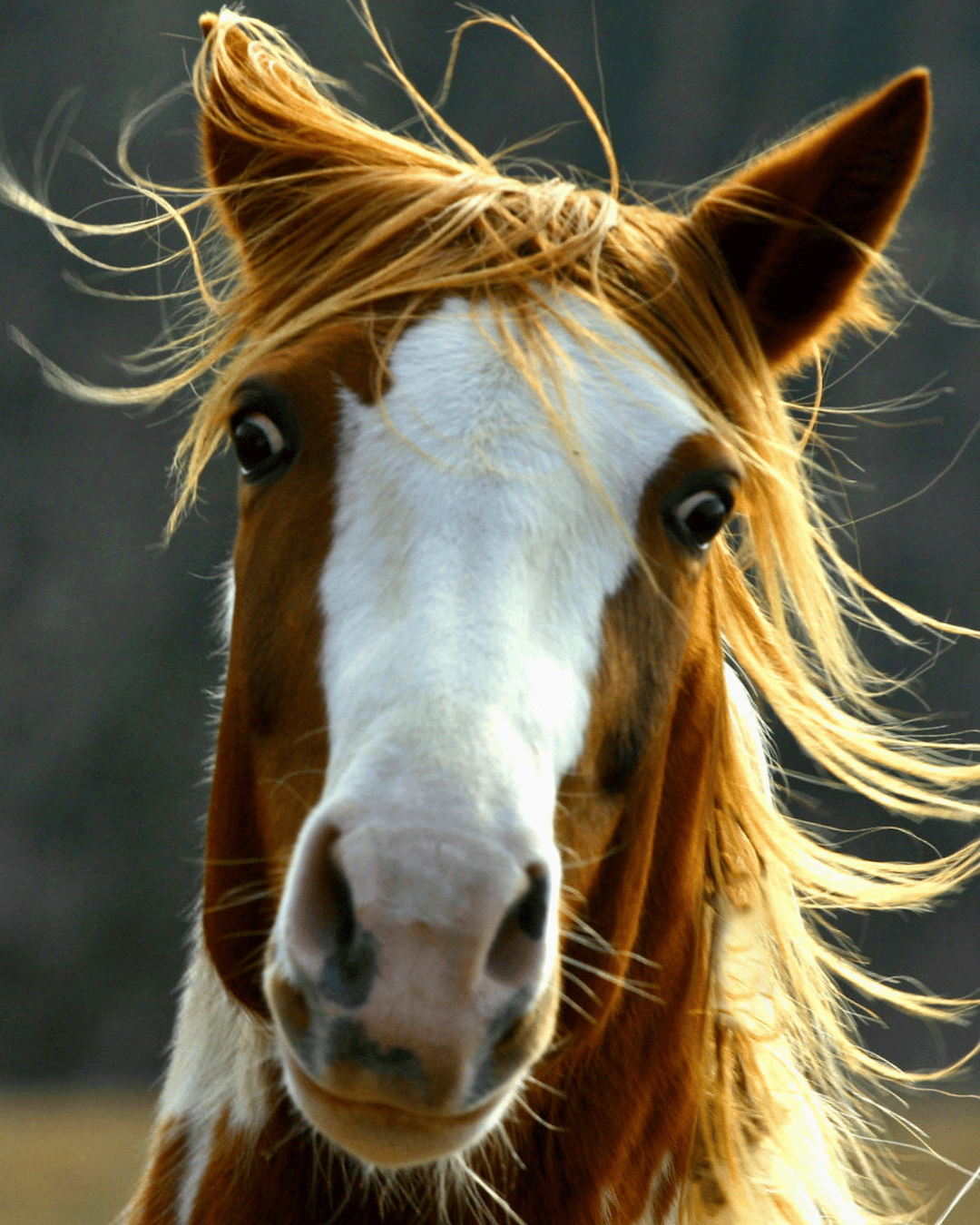 Pourquoi ton cheval aussi a ses jours sans !