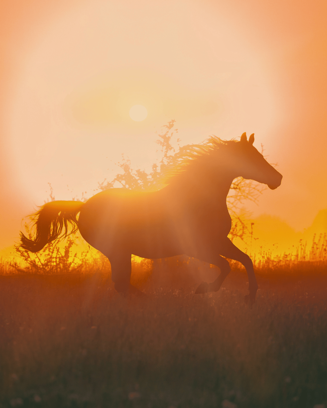 Cheval qui a des problèmes de communication pendant mercure rétrograde
