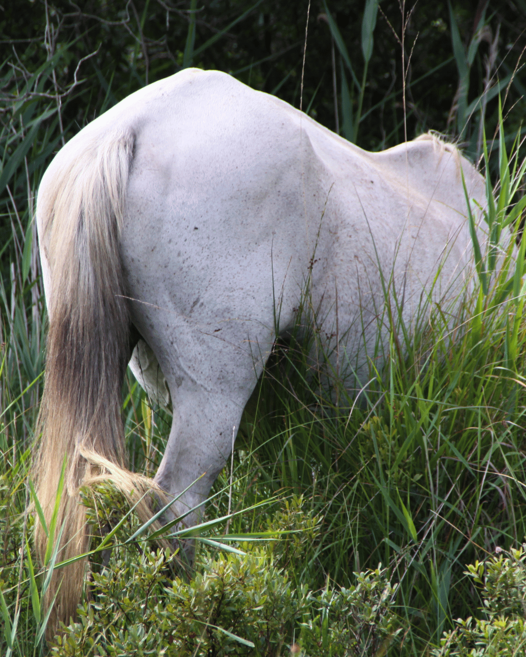 Pourquoi ton jeune cheval accroche de la rotule et comment l'aider