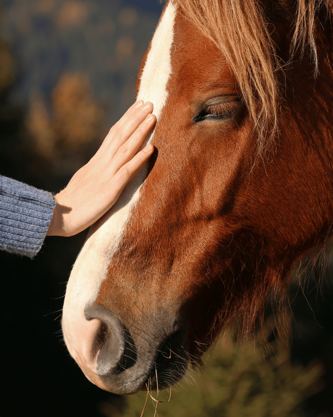 Comment ton stress pollue ta relation avec ton cheval sans que tu t'en rendes compte