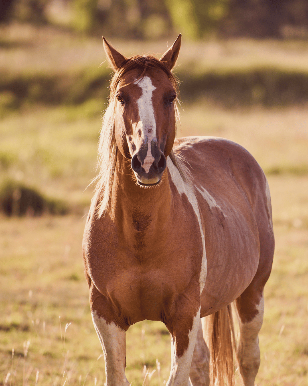 Un cheval seul au pré car sa gardienne a suivi son intuition et a préféré ne pas aller le voir