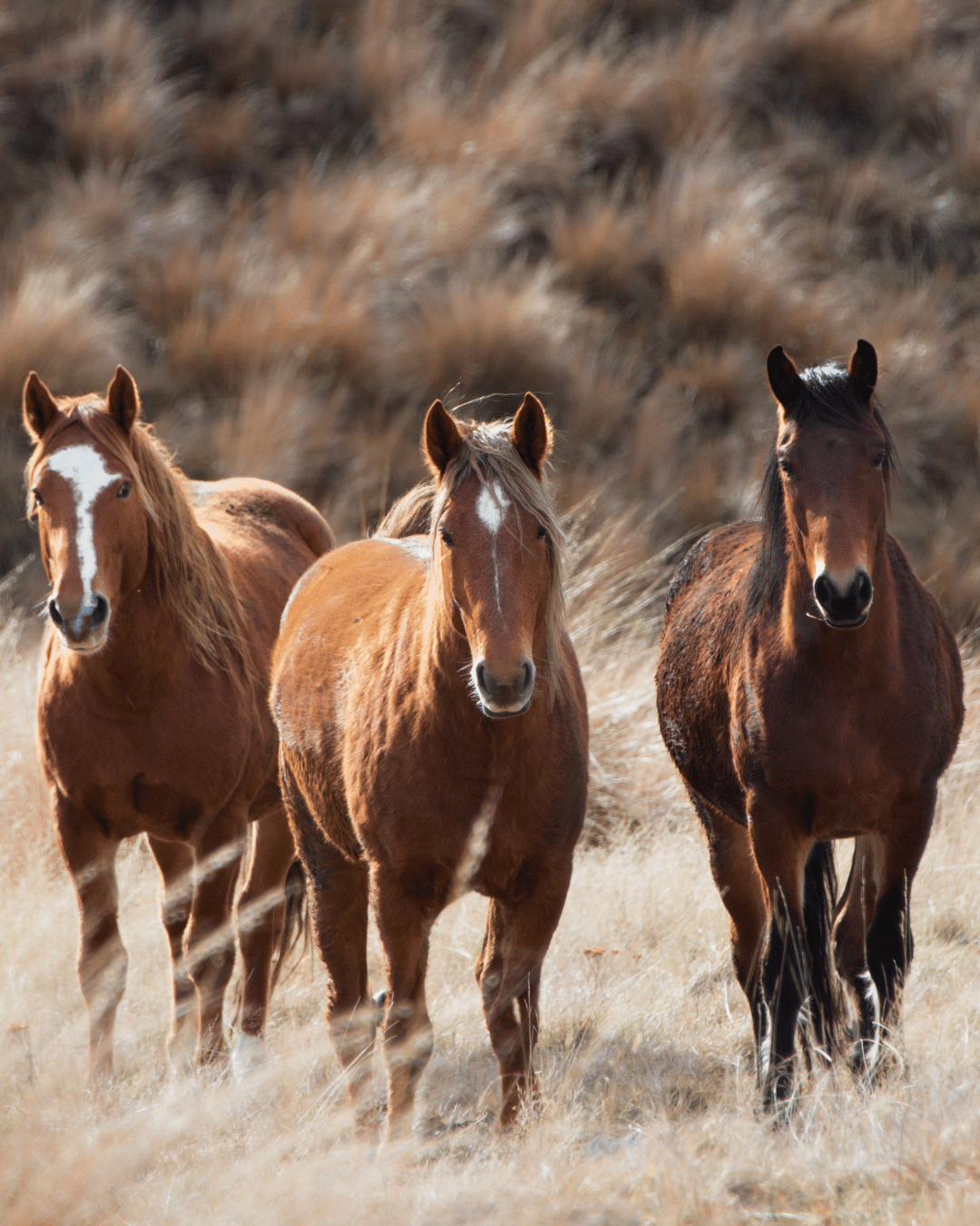 Pourquoi tu attires toujours le même type de cheval ?