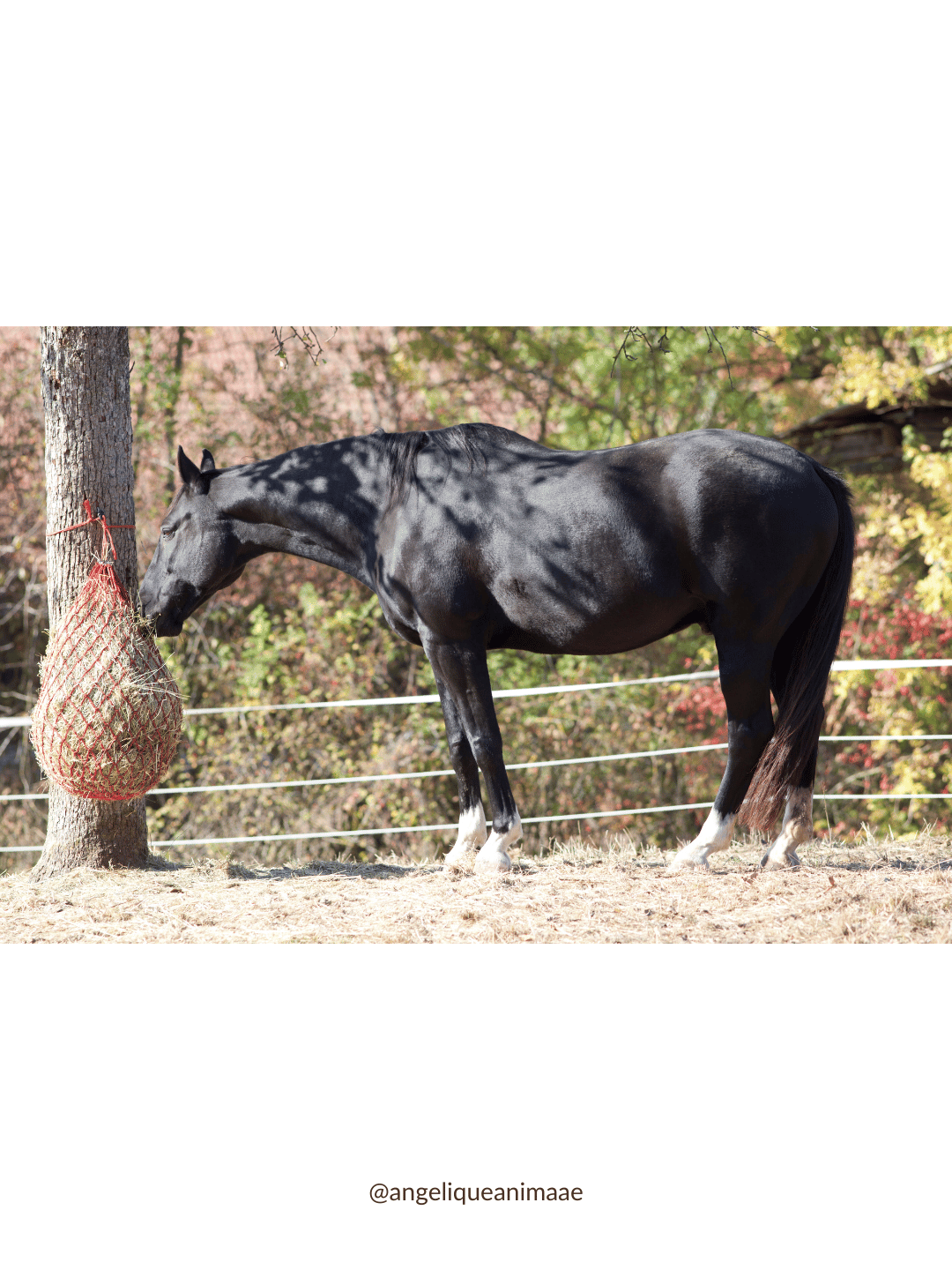 cheval qui mange son foin dans un filet suite au incendie