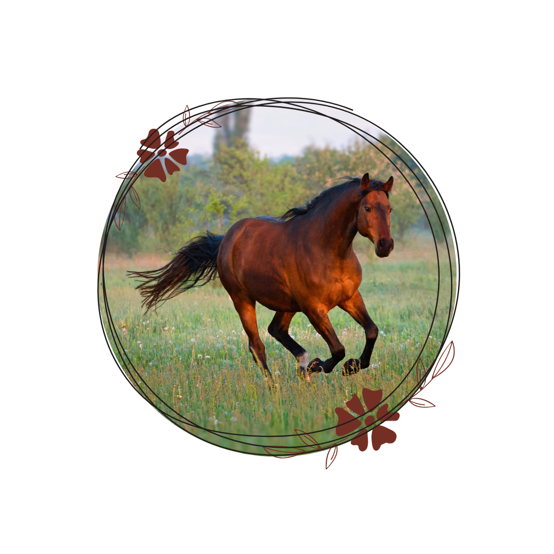 Découvre le monde des soins énergétiques à distance pour toi et tes chevaux ! 