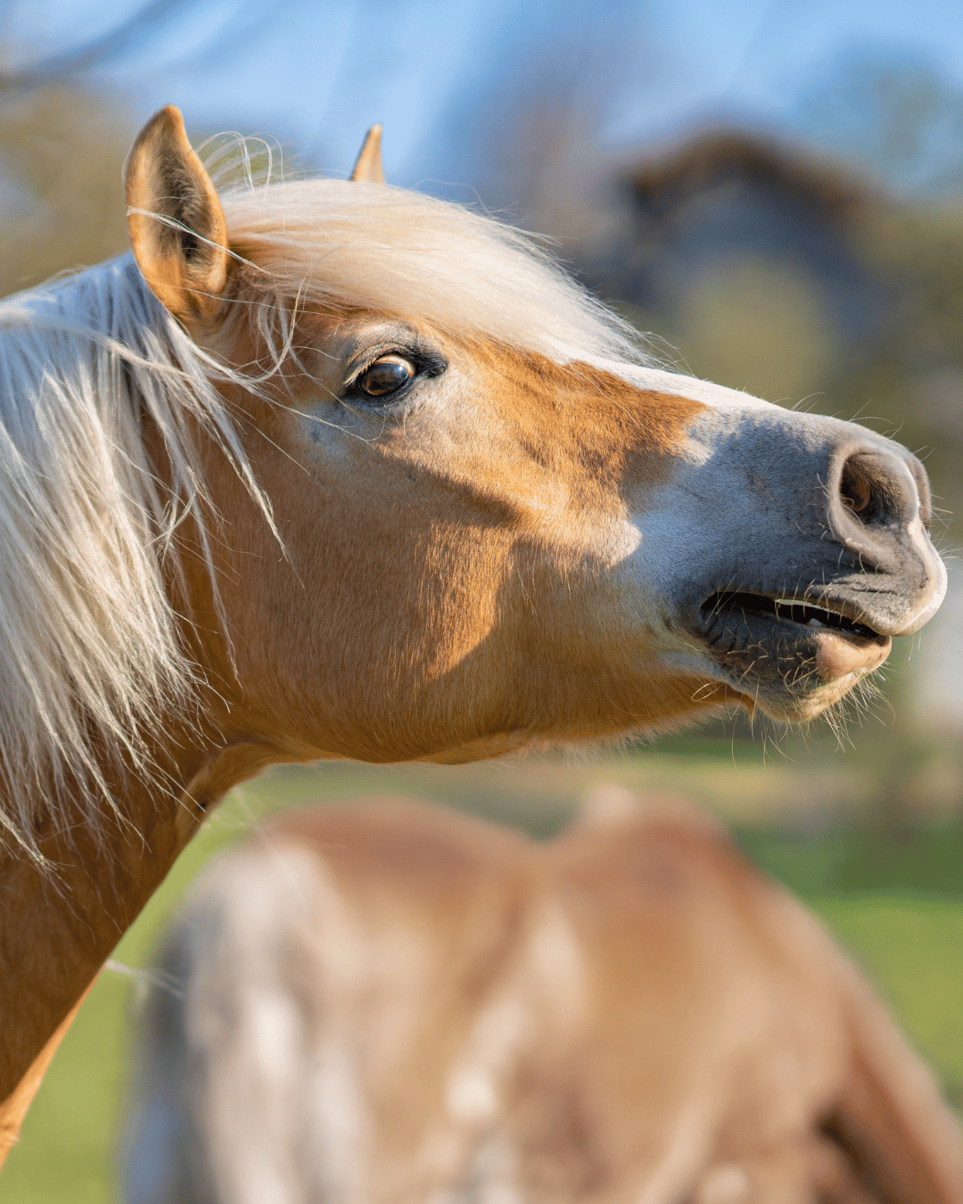Cheval avec une attitude ou une réaction qui interroge sa propriétaire