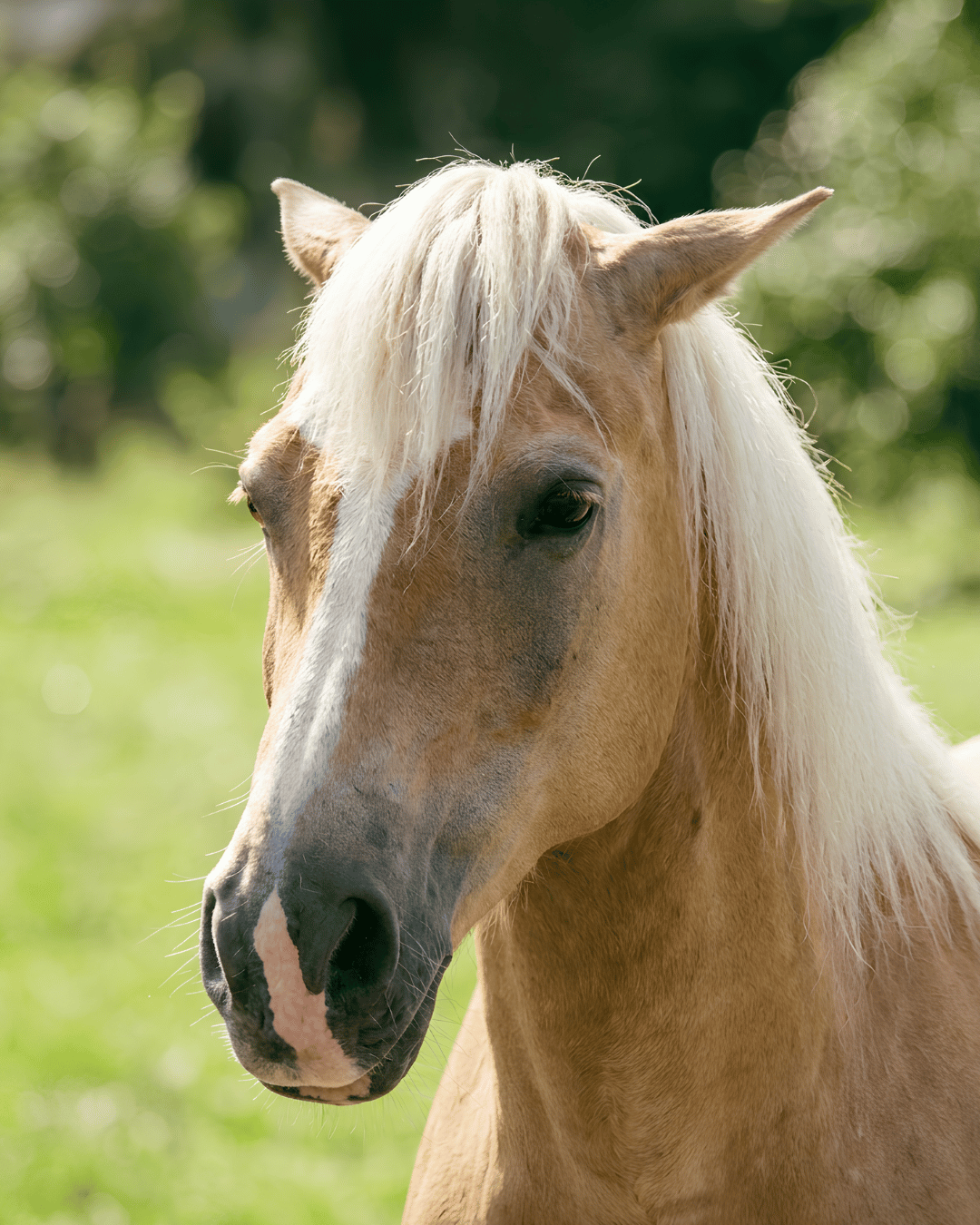 Cheval dont le comportement est mieux décodé par sa propriétaire