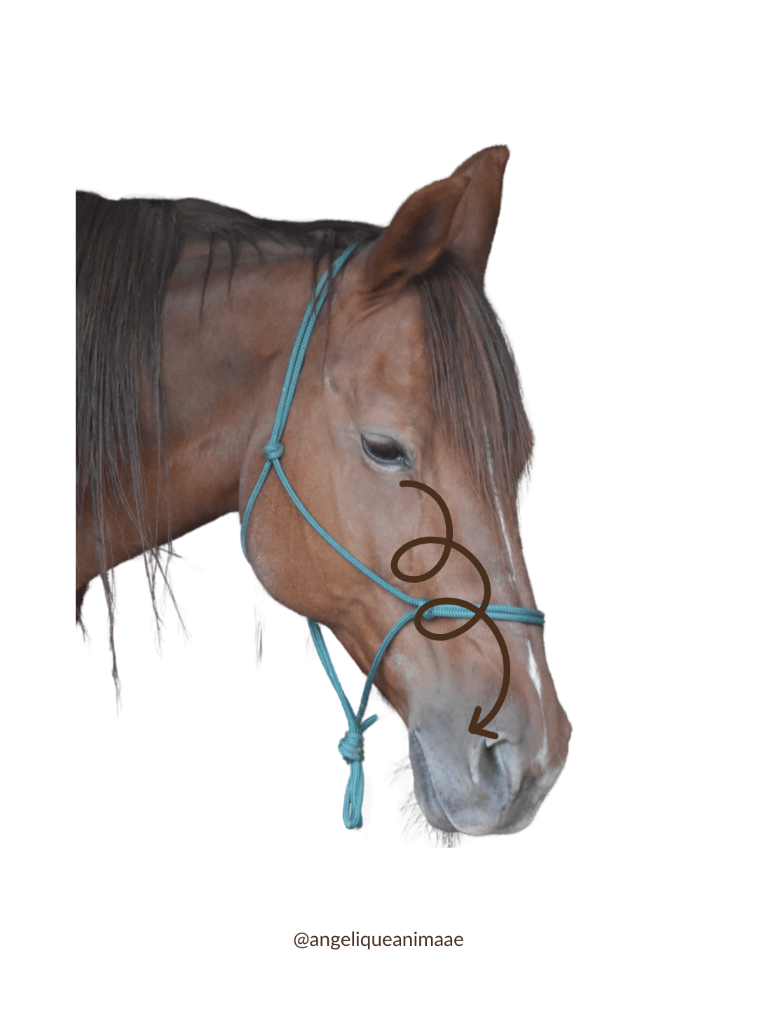 Comment masser un cheval en cas de problèmes respiratoire