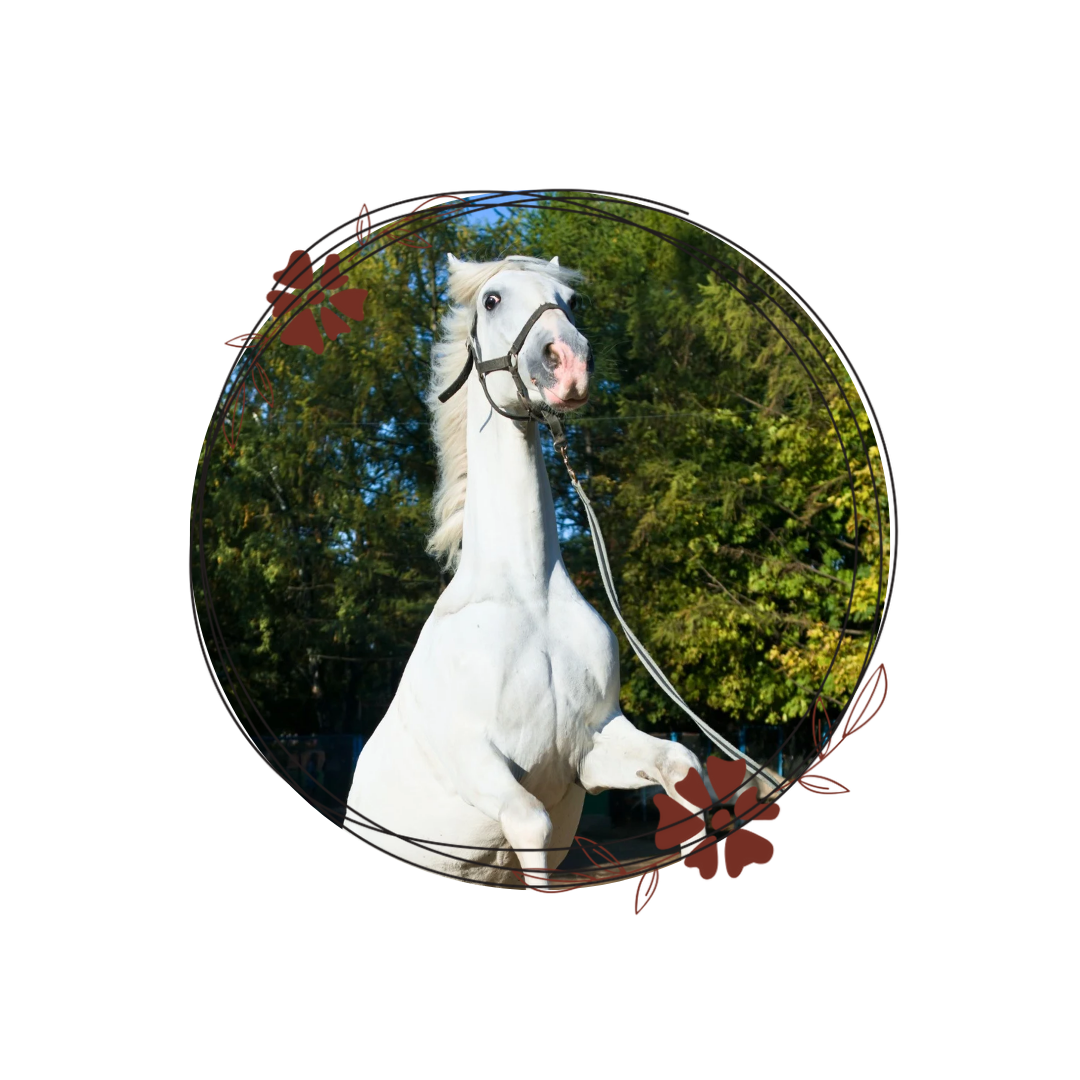 Comprendre le stress et comment il influence ta relation avec ton cheval