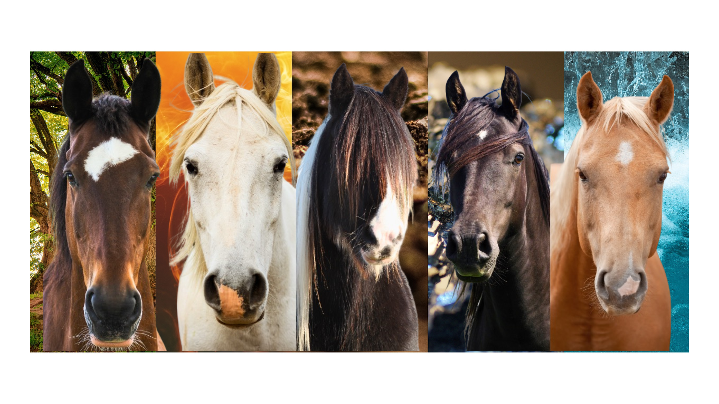Découvre ce que l'énergie de ton cheval dit de lui !
