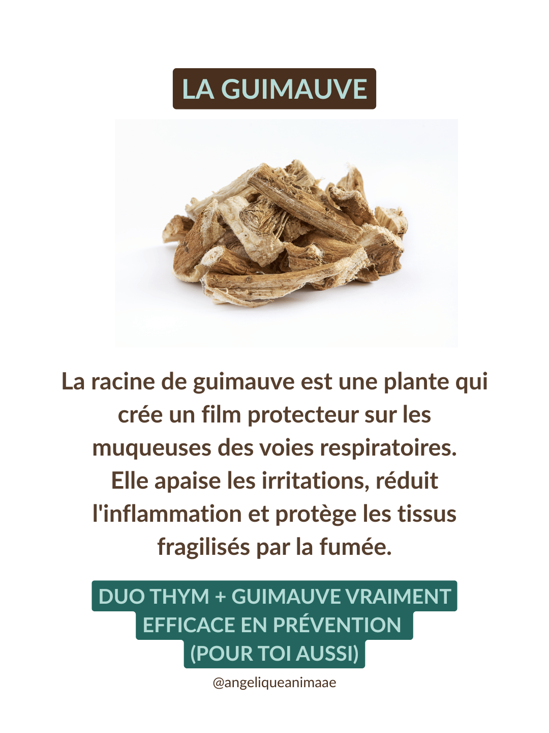 La guimauve en cas d'irritation des voies respiratoires chez ton cheval