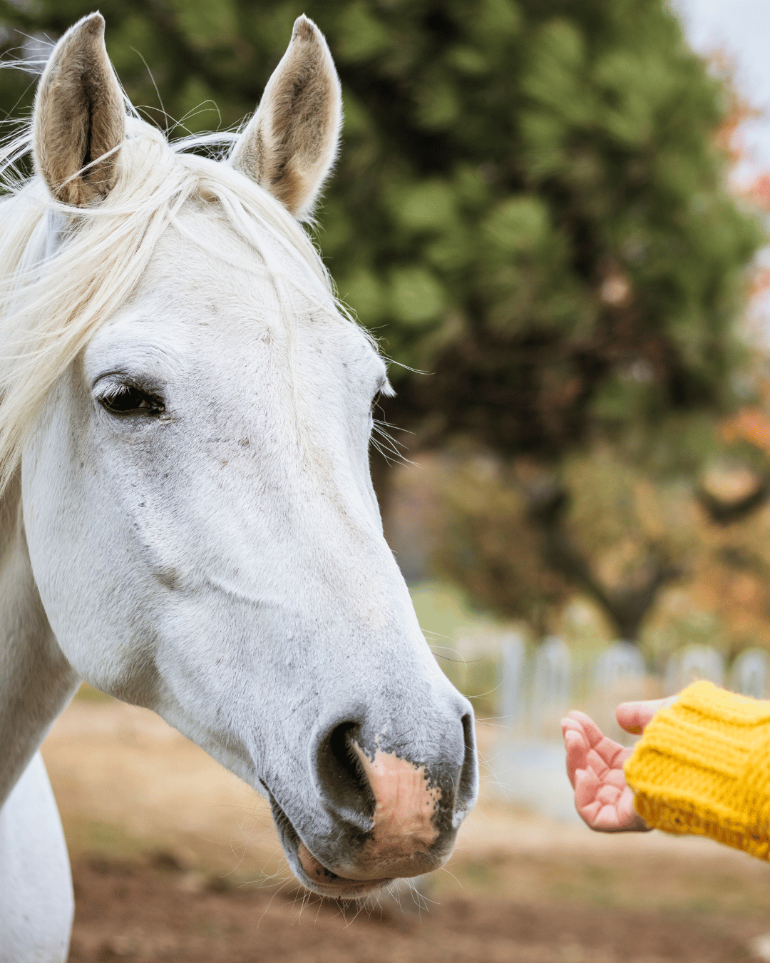 Une femme qui se demande si elle est en burn-out ou si son cheval est en burn-out.