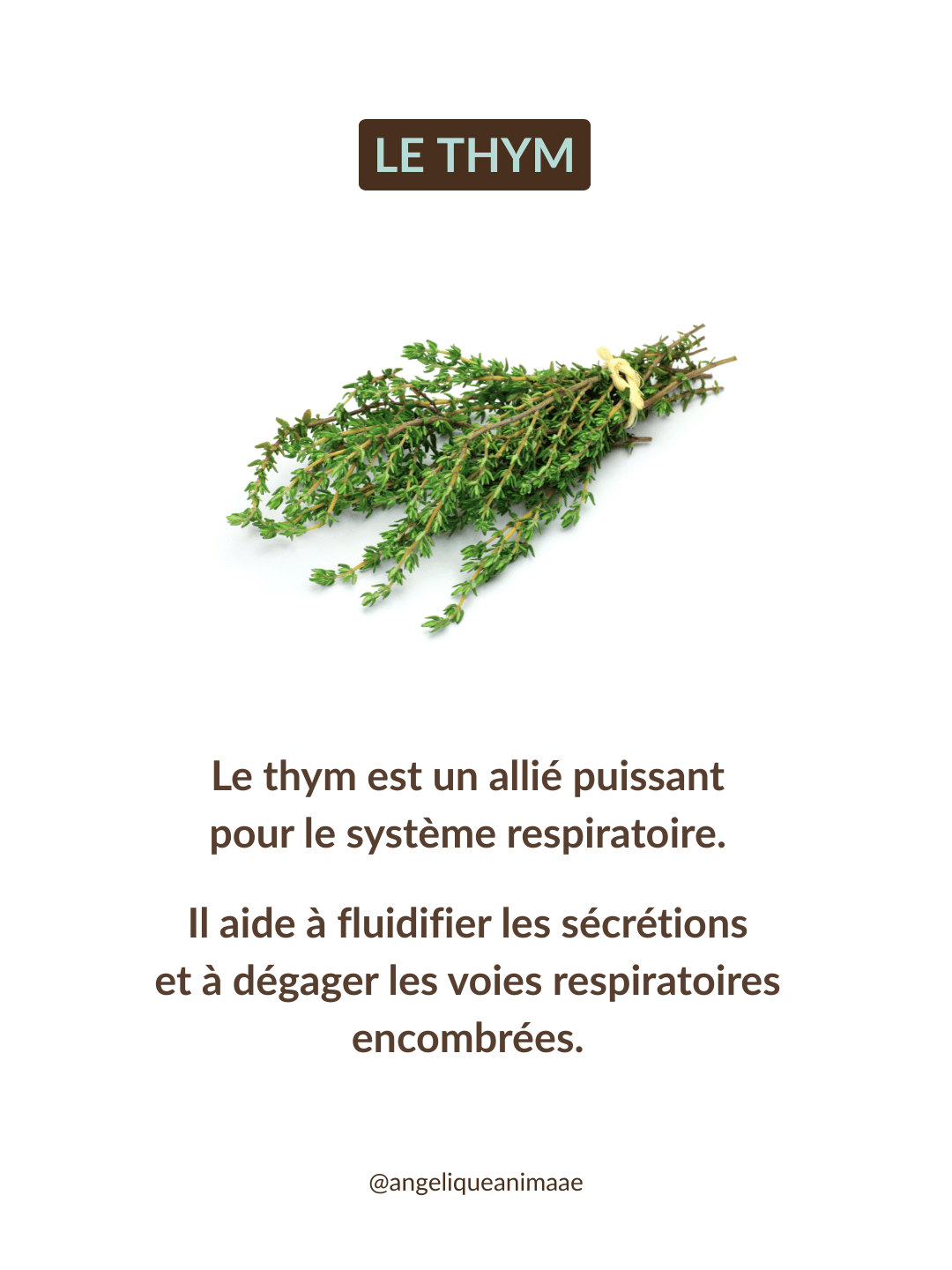 Le thym allié précieux dans la respiration pour ton cheval