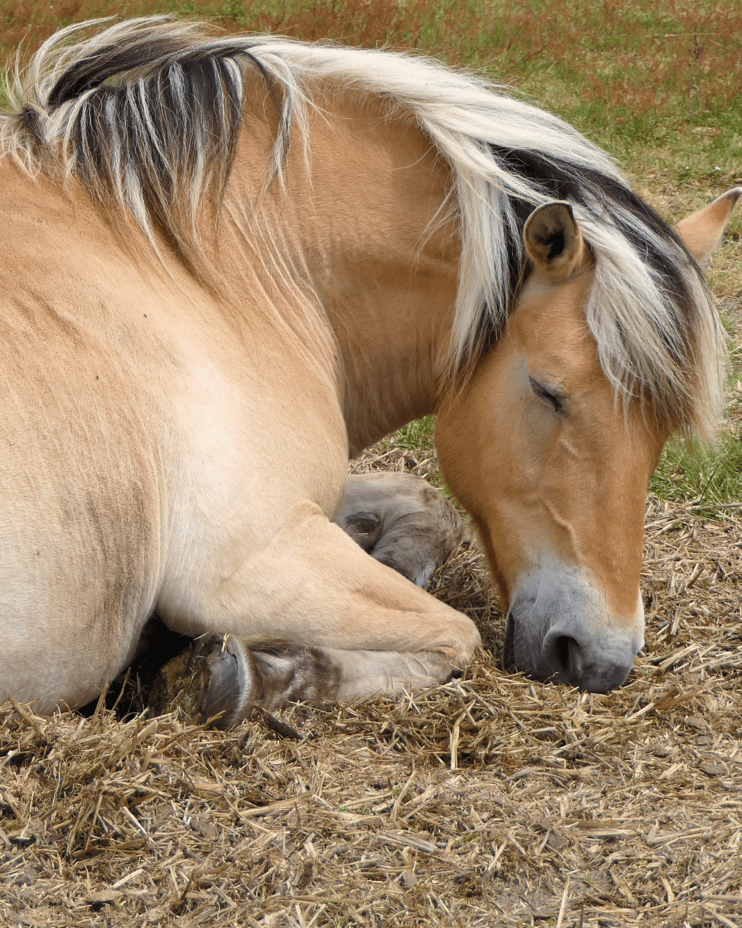 Cheval qui dort pendant la période de l'intersaison en médecine chinoise car il est fatigué