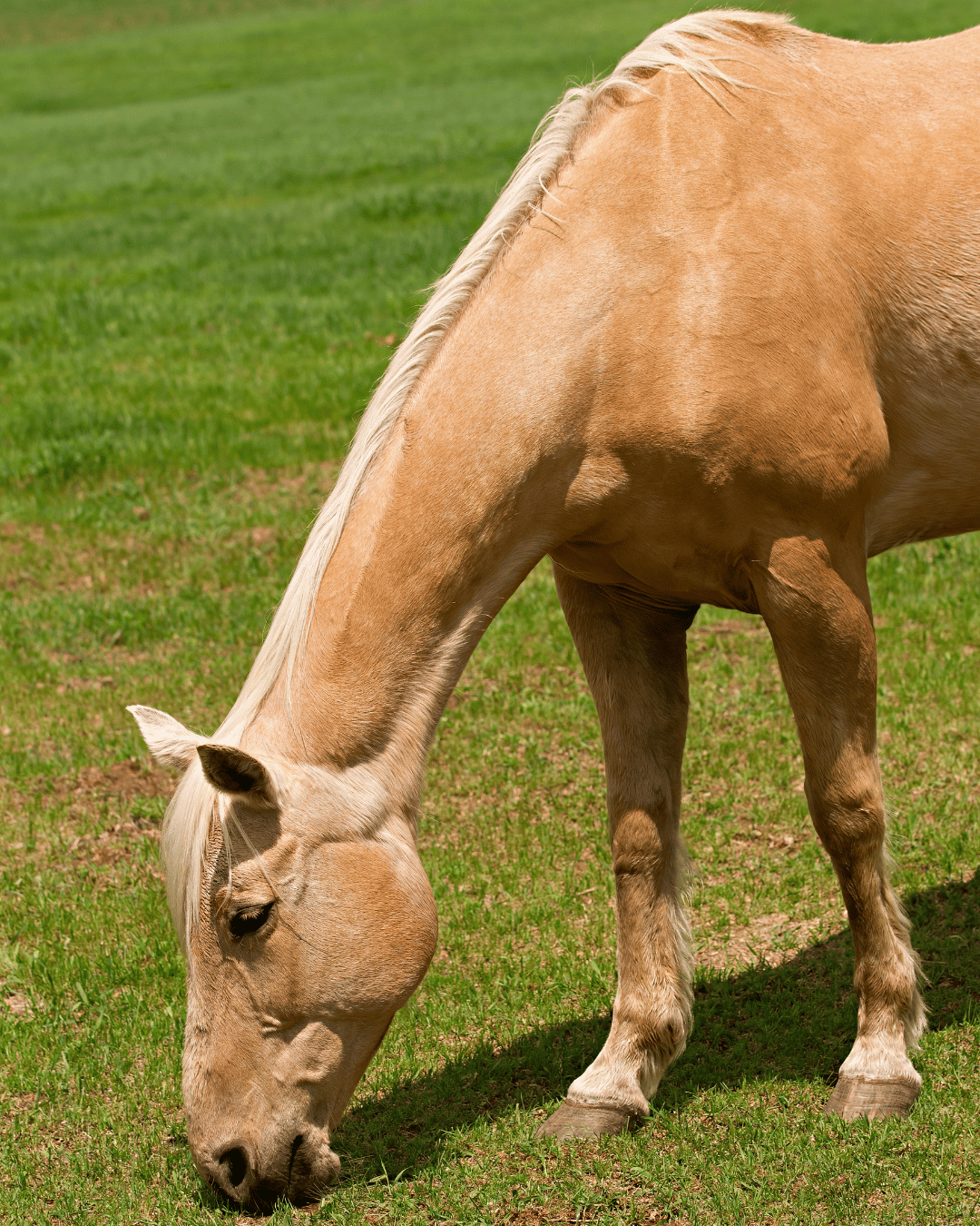 Cheval en confiance grâce à de bonnes bases posées dès le départ