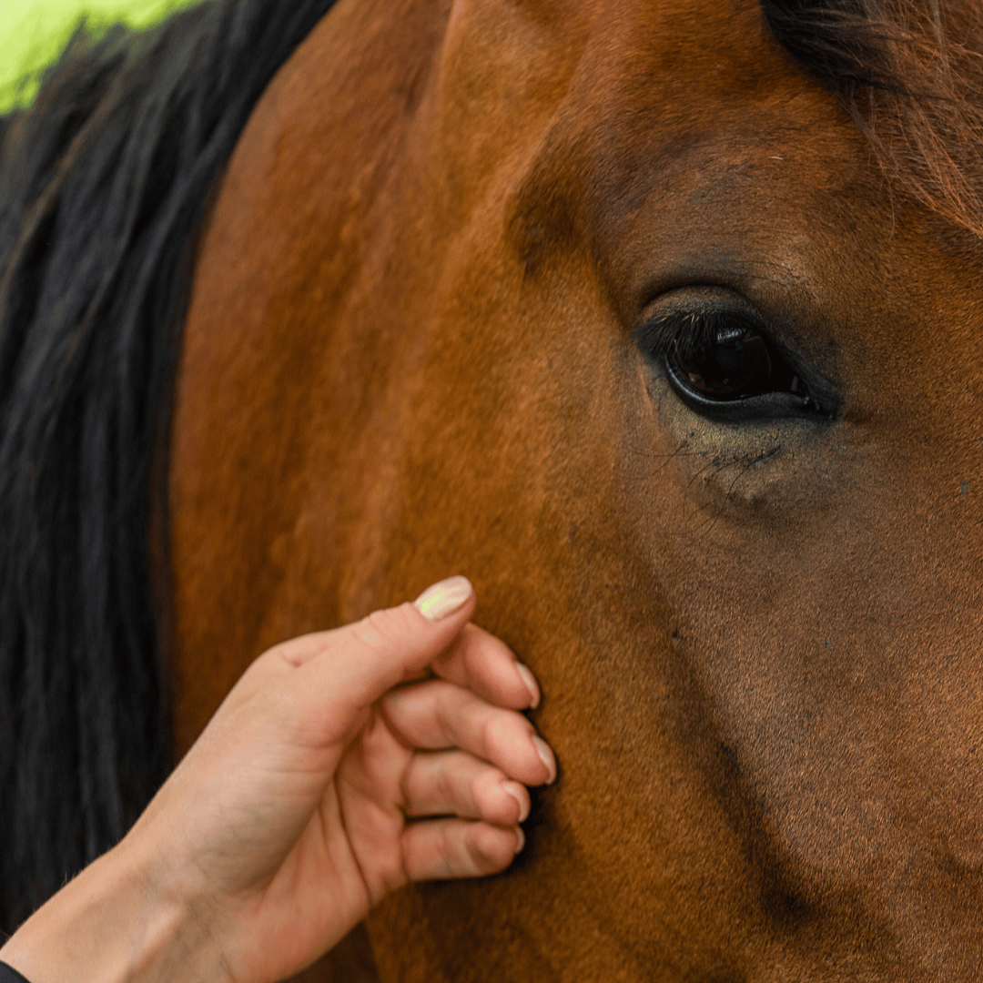 Espace Cheval de la plateforme, soin du cheval au rythme des saisons