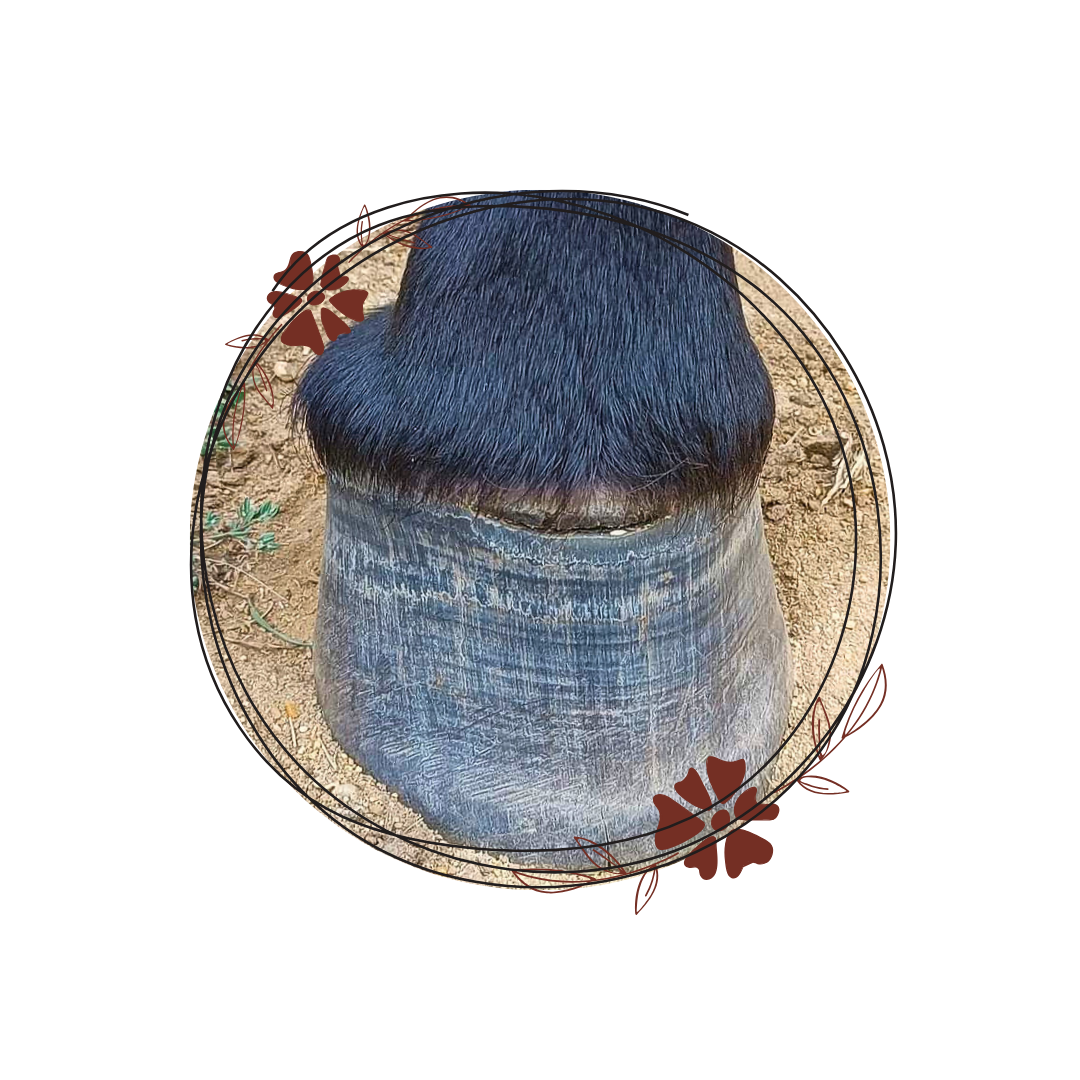 Soulager l’abcès de pied chez le cheval : approches physiques et énergétiques