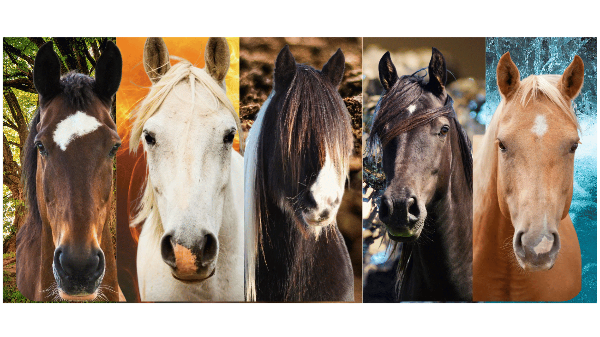 Quiz gratuit pour découvrir l'élément de son cheval selon les 5 éléments