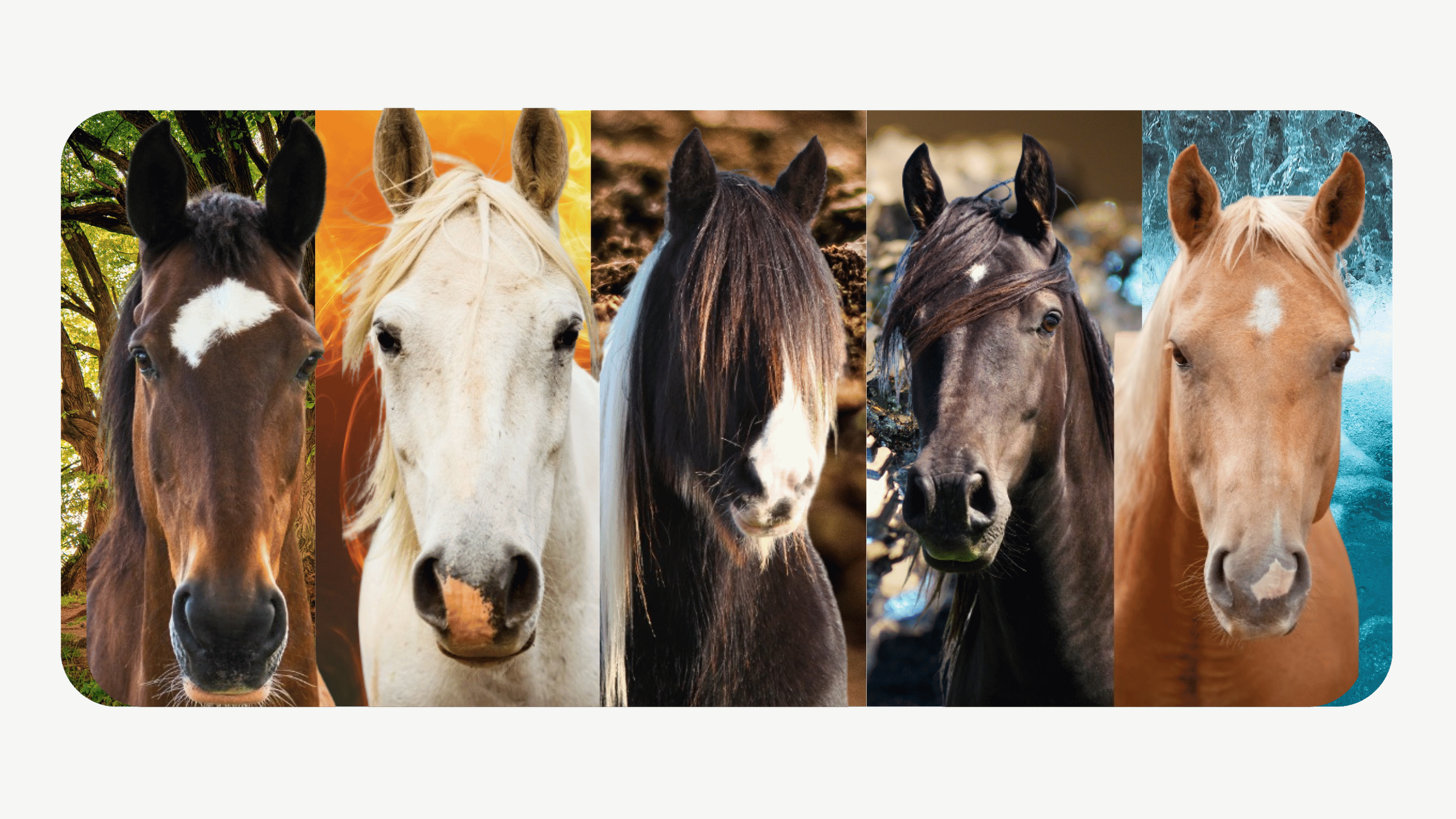 Quiz cheval des 5 éléments selon la médecine traditionnelle chinoise