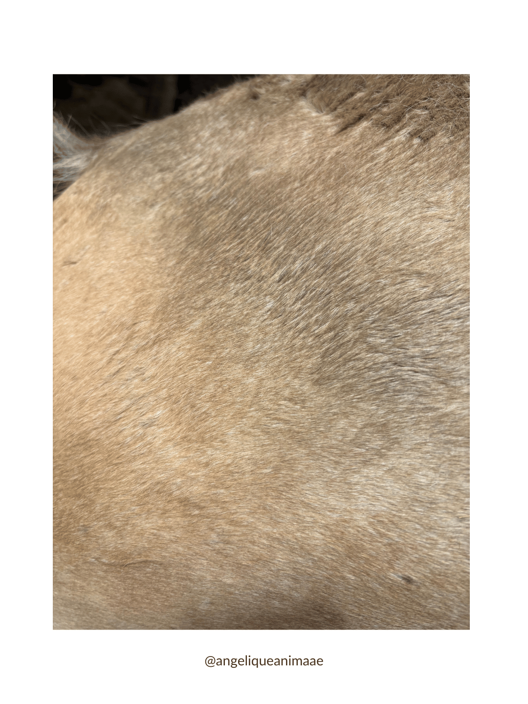 Un cheval qui a des traces de cendres sur son corps suite au incendie