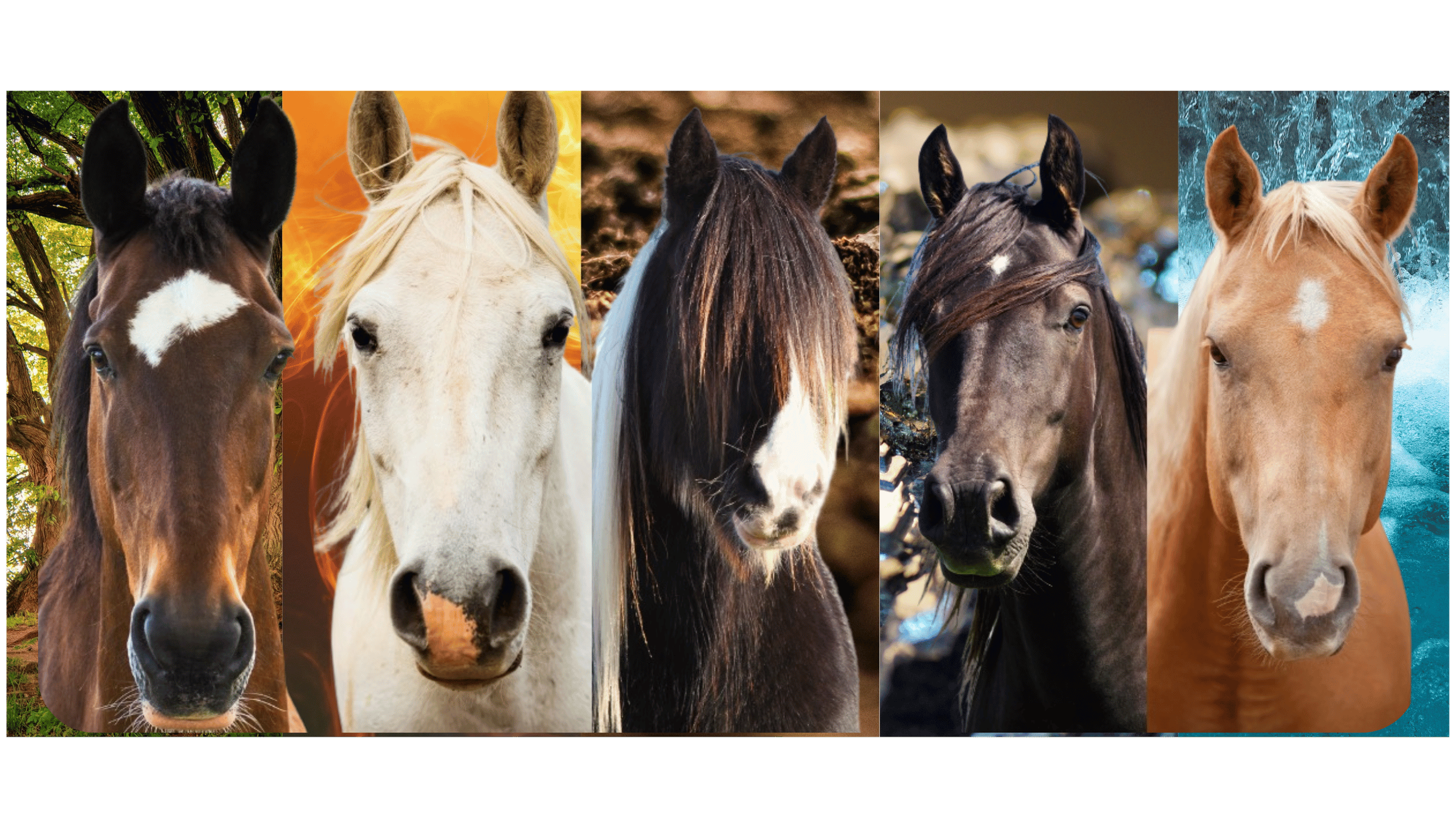 ADN énergétique cheval : révèle le potentiel de ton cheval grâce aux 5 éléments