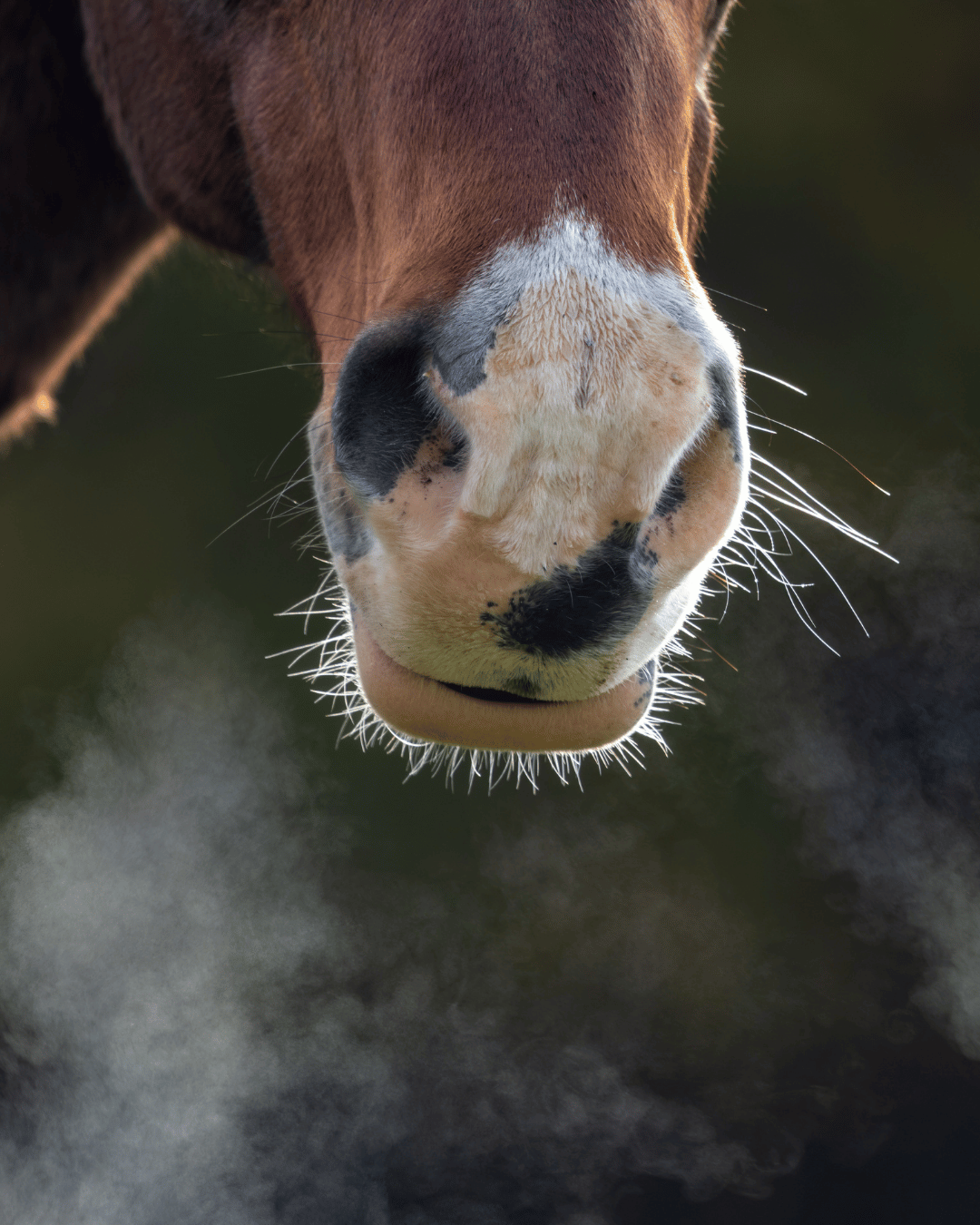 Un cheval qui a des problèmes respiratoires suite à la fumée d'un incendie