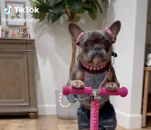 TikTok don’t stop.