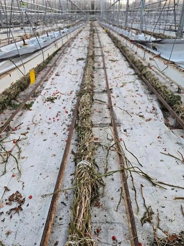 Ever wondered what&rsquo;s happening in a conventional tomato glasshouse at the end of the season?

Over the last few weeks, most growers have come to the end of their tomato growing season, so have been finishing their crop and pulling out their pla