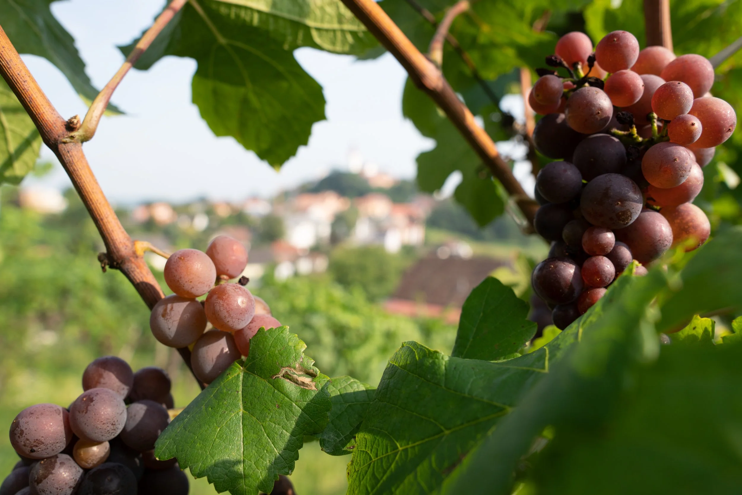 Wine First: SEASON 2