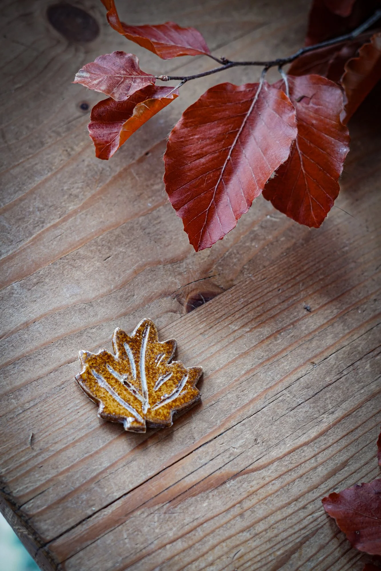 BlankEarth-acorn-03.JPG