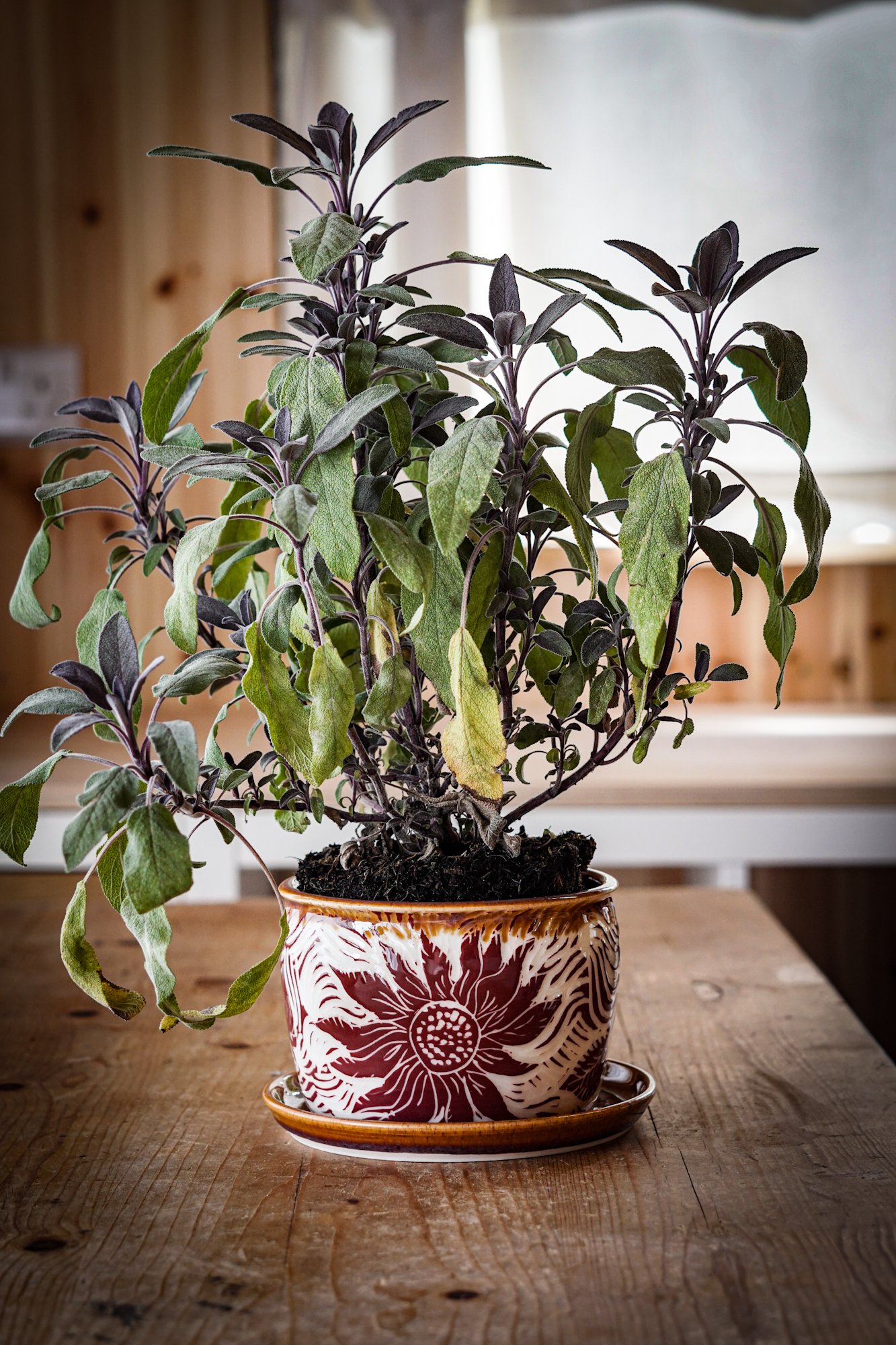BlankEarth-pot-sunflower-09.JPG