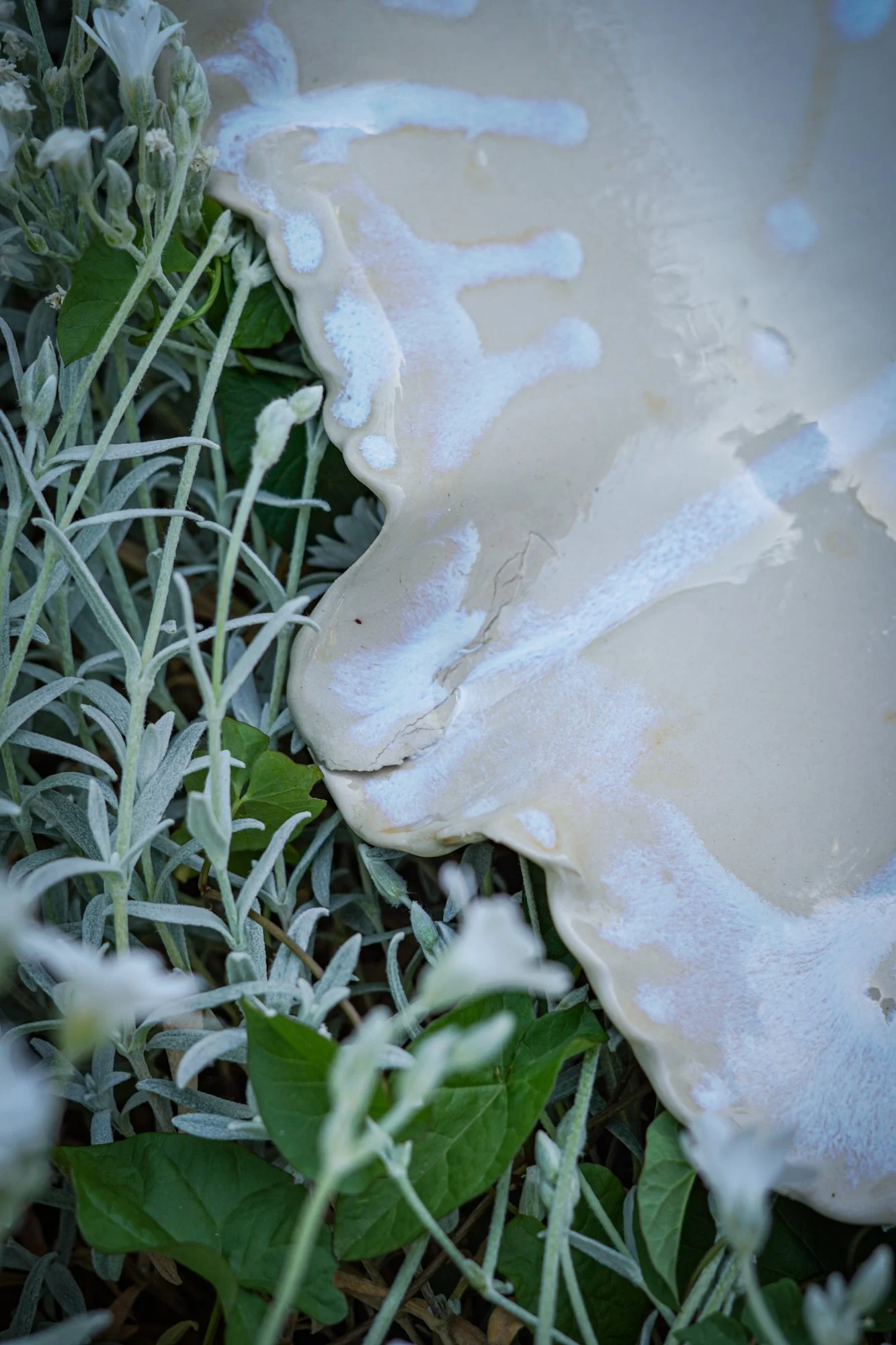dish-shell-9.JPG