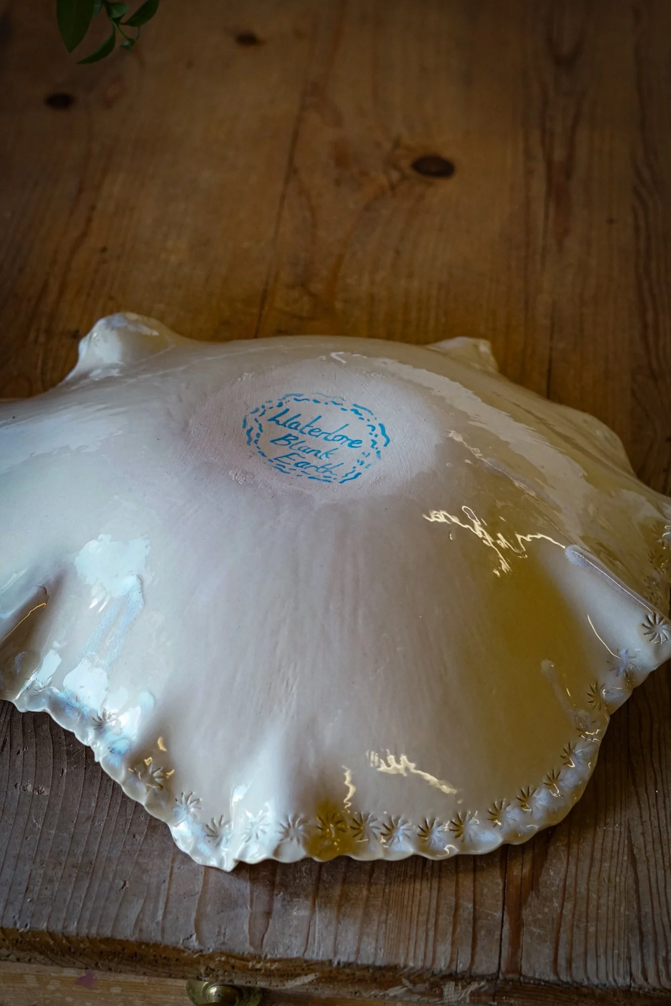 dish-shell-7.JPG