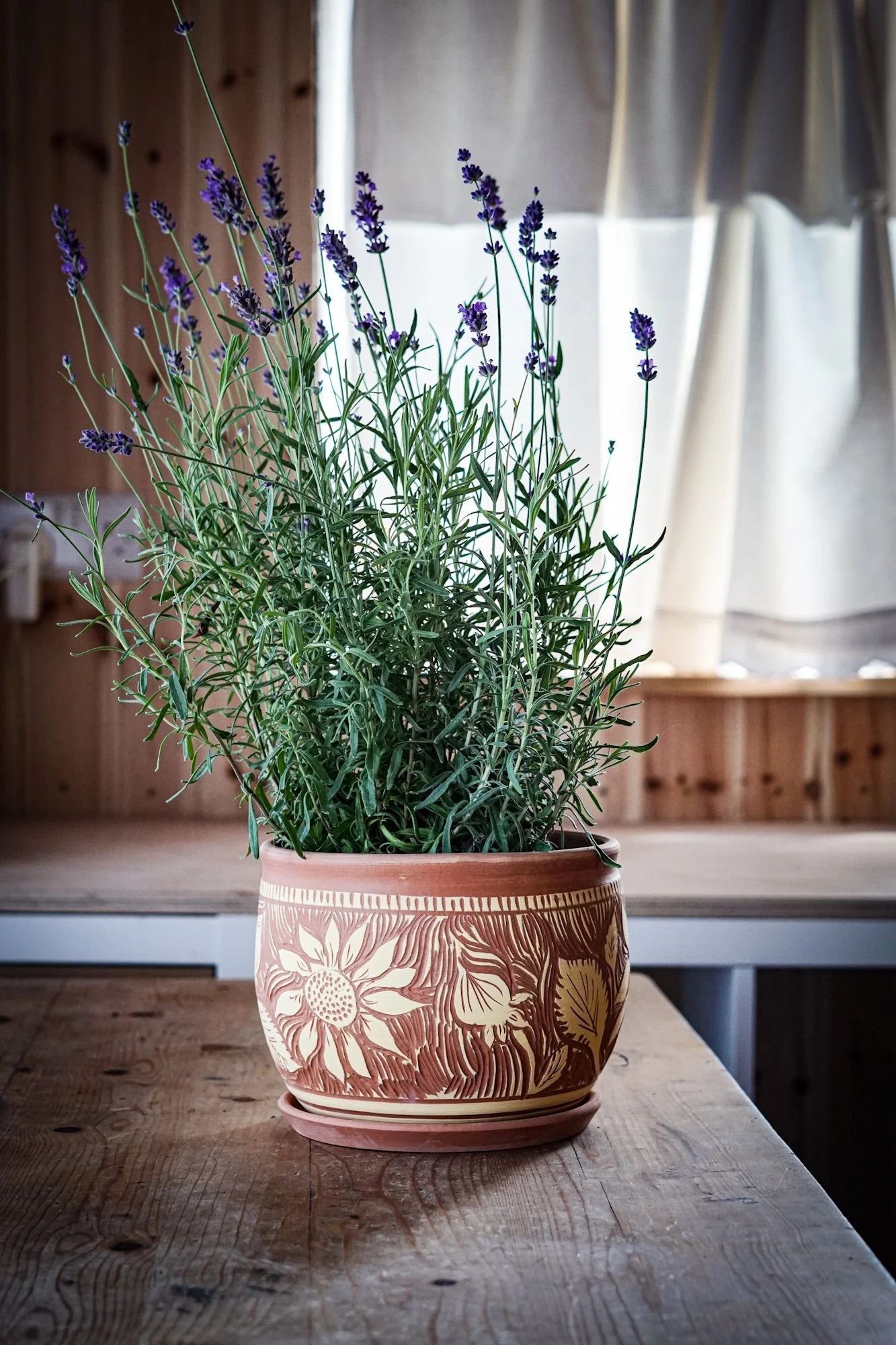 BlankEarth-PlantPot-sunflower-4.JPG