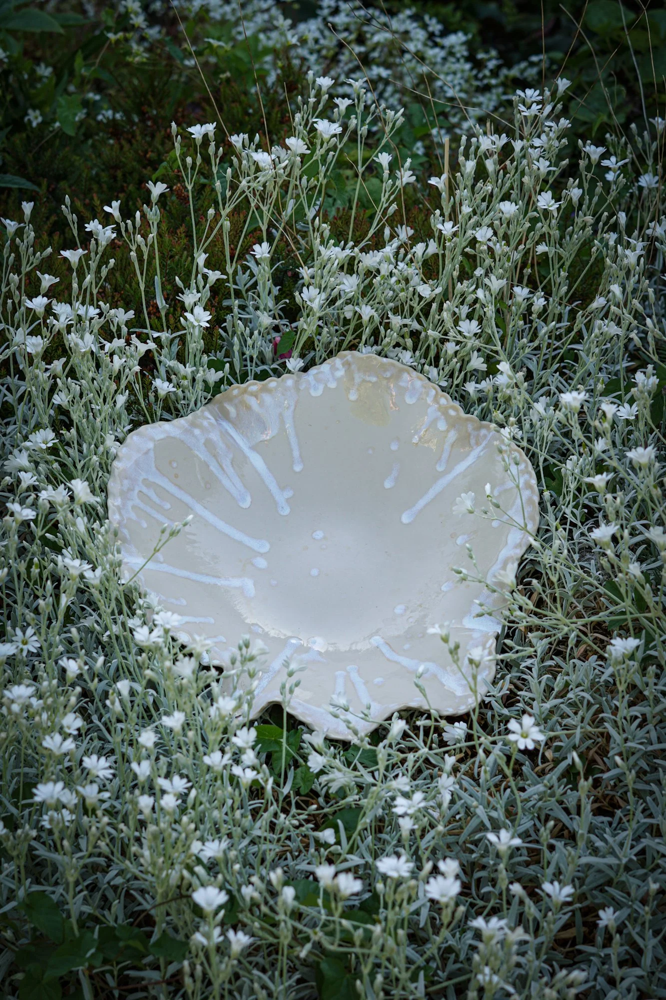 dish-shell-8.JPG