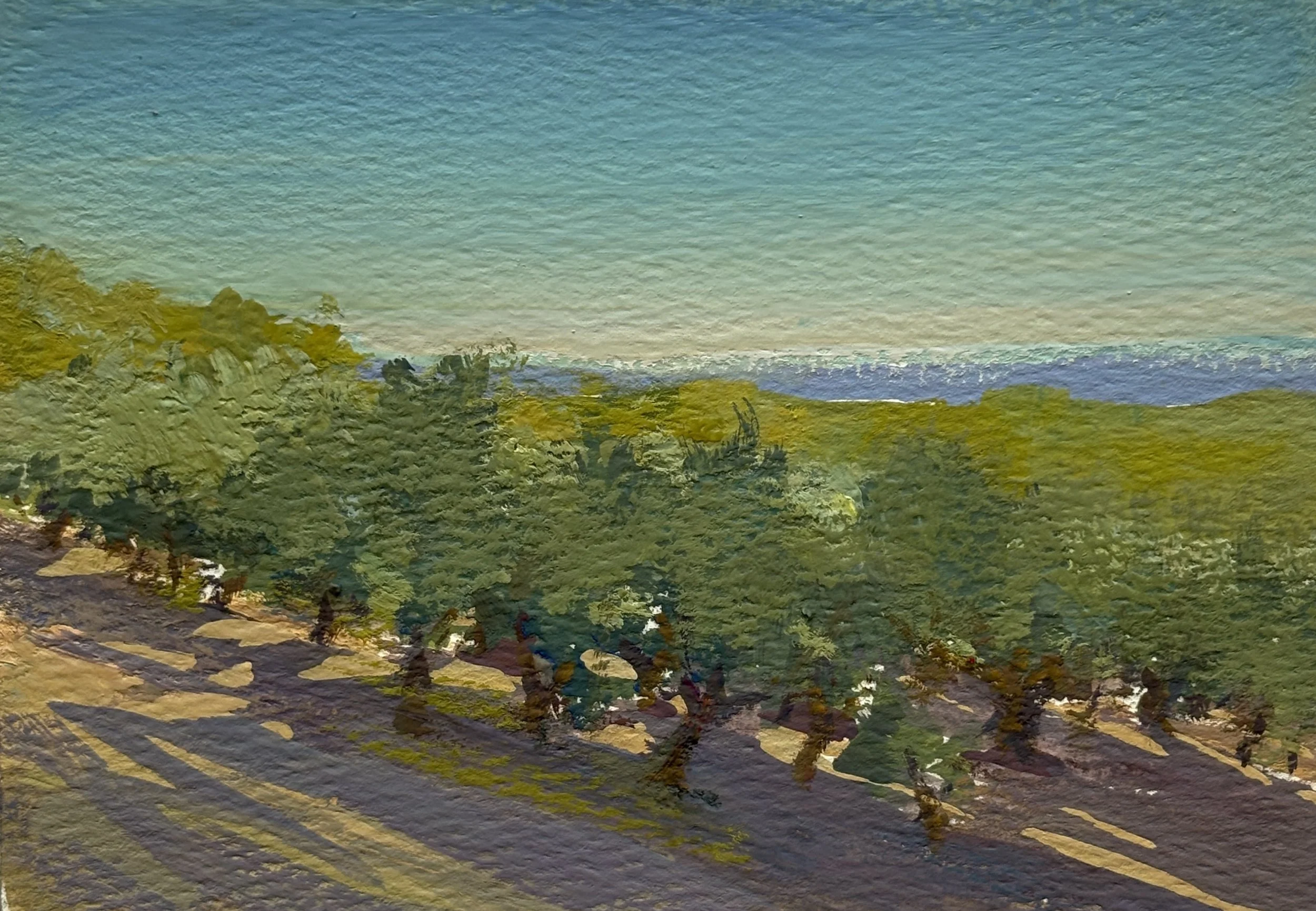 Olive Grove at dusk, Buje, Croatia