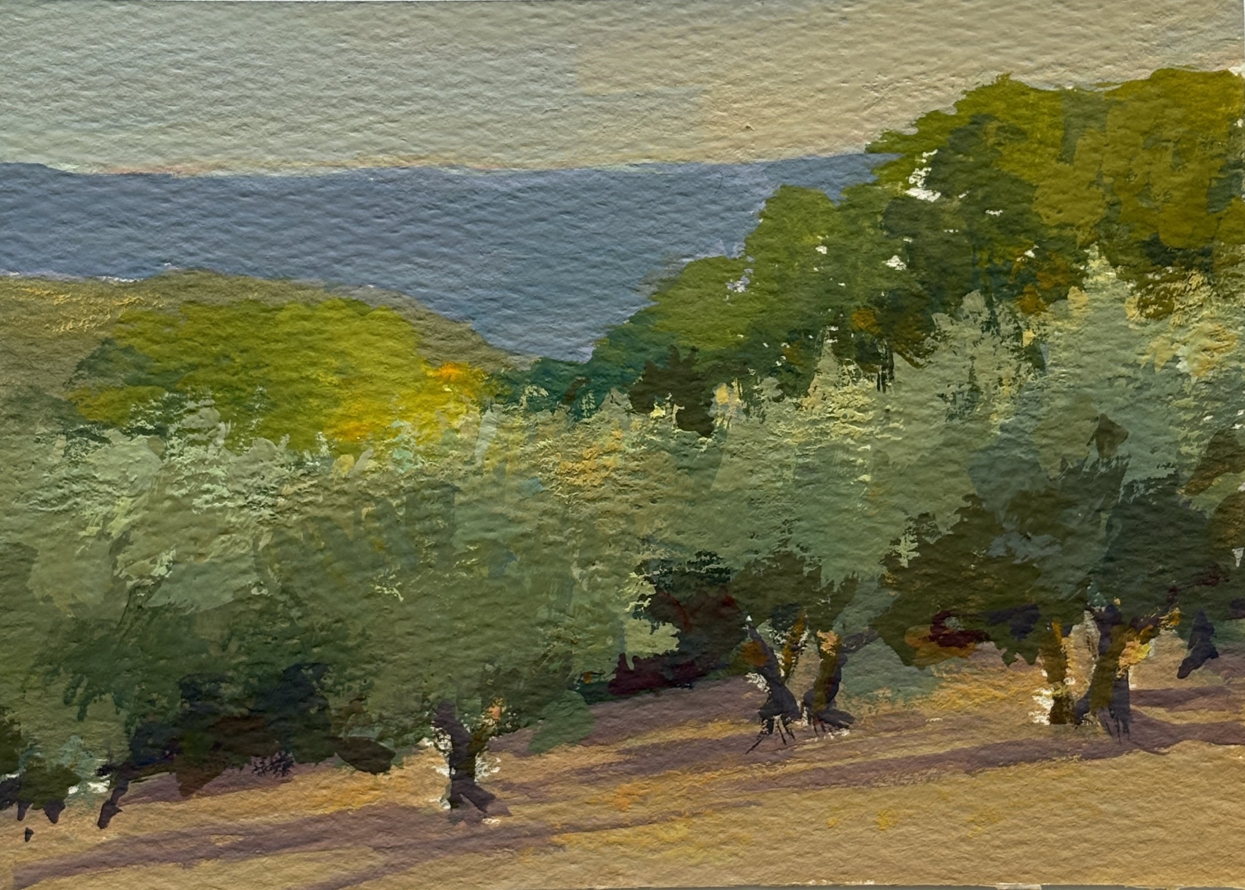 Olive Grove at dusk II, Buje, Croatia
