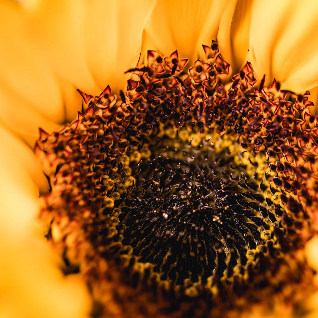 sunflowereye.jpg