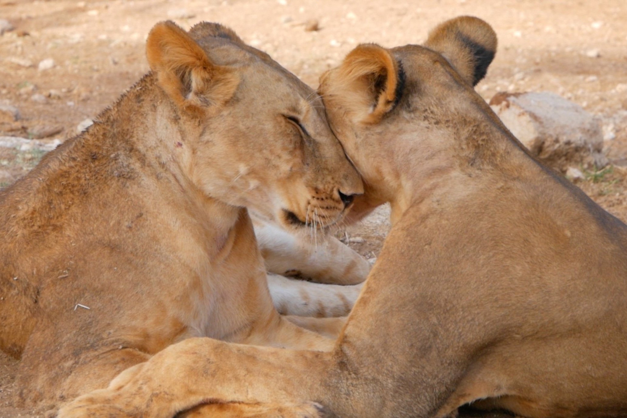 Lionesses+nuzzling+Samburu.jpg