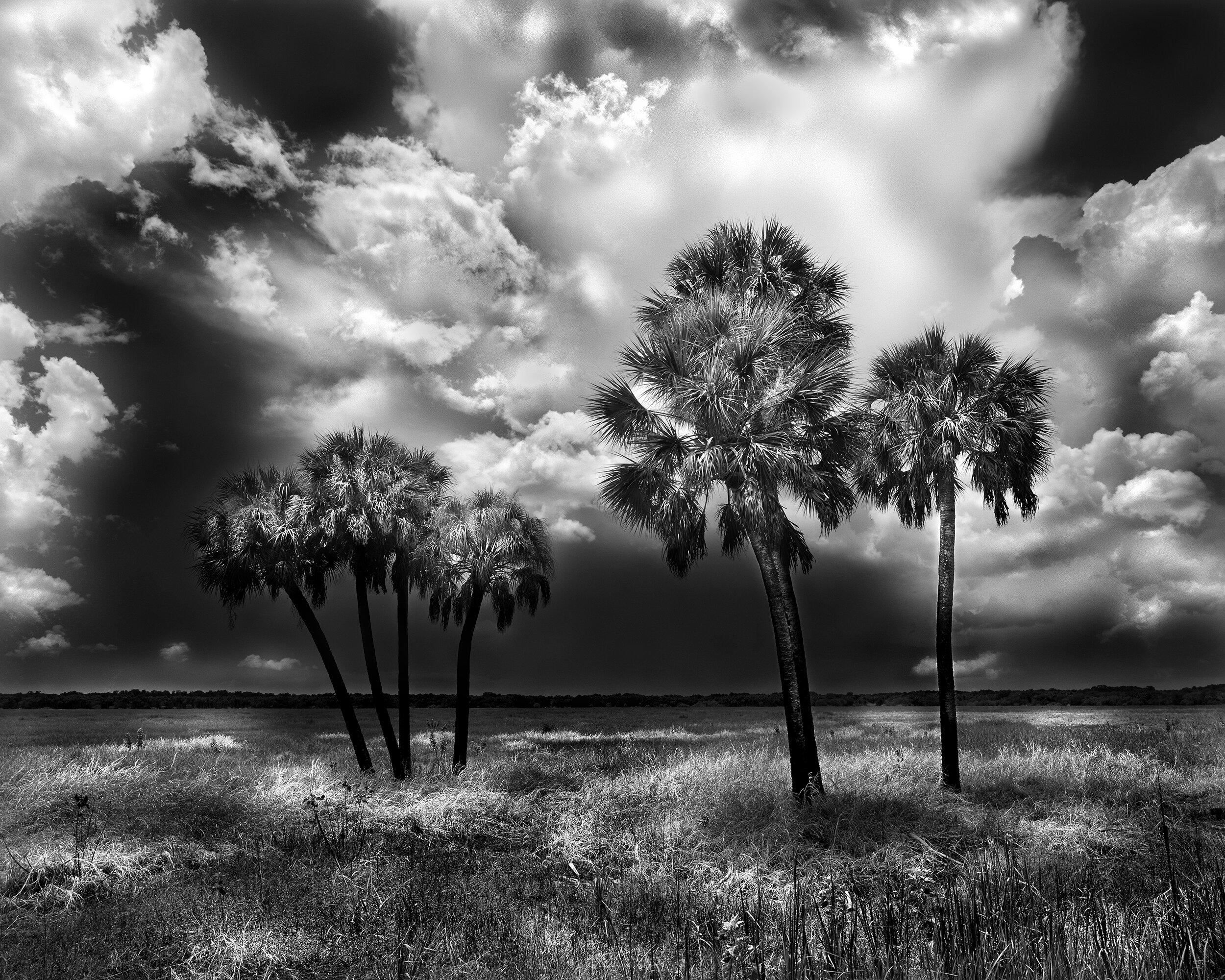 7 Palms