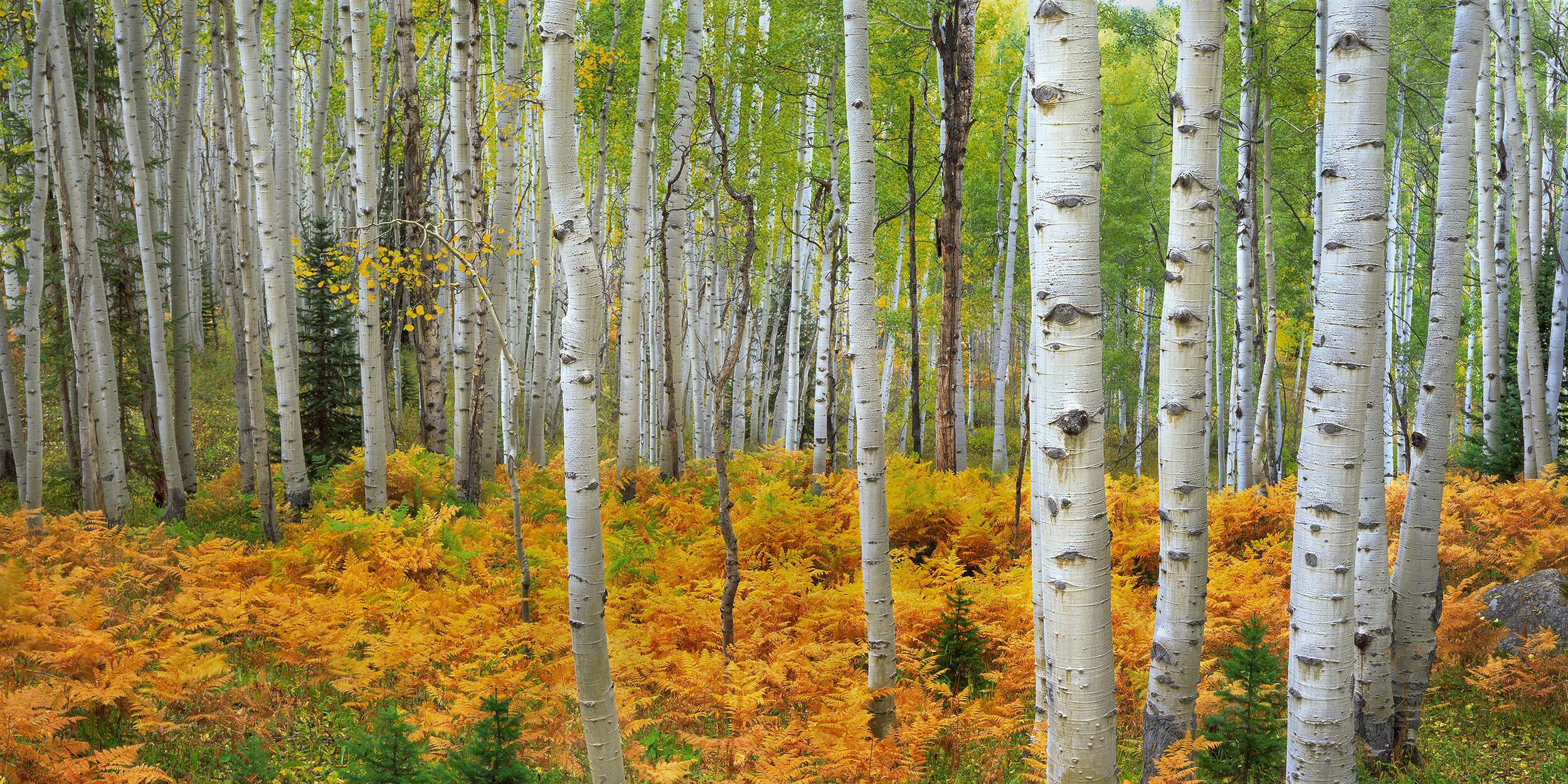 Aspens at Kebler Pass