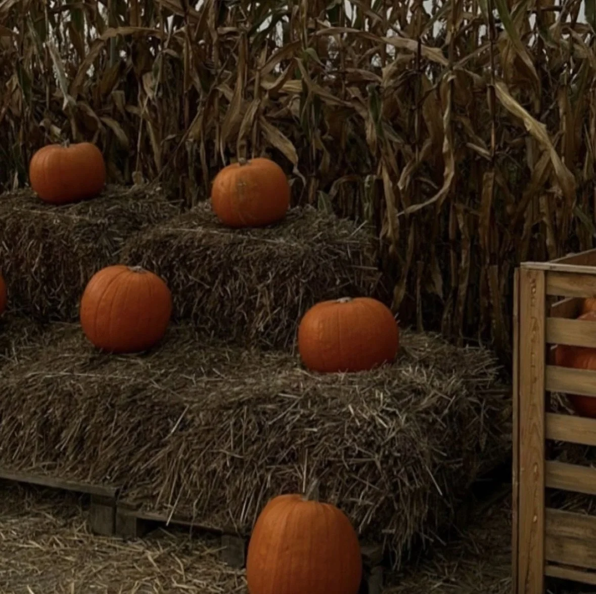 🎃