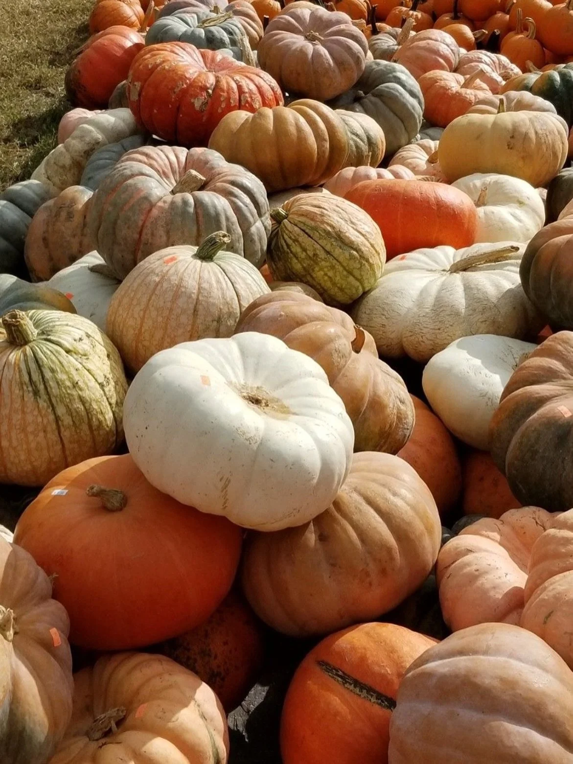 What&rsquo;s your favorite fall drink? Comment below!🎃