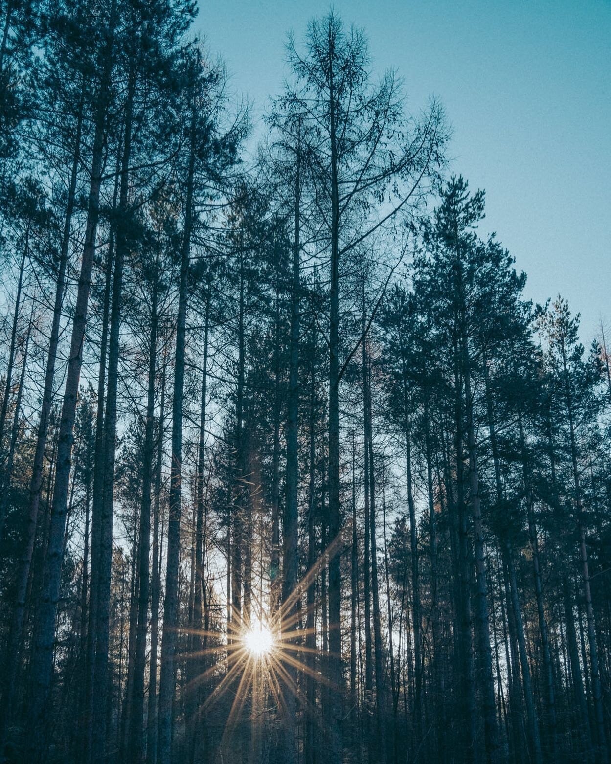 Low winter sun, crystallised bracken &amp; iced trees. ❄️ A beautiful quiet location filming the other day. Waiting for a clear sunny morning so I can go out again. 
.
.
.
.
.
.
.
.
#filmmakersjournal #winterwonderland #wintersunrise 
#wintertrees #w